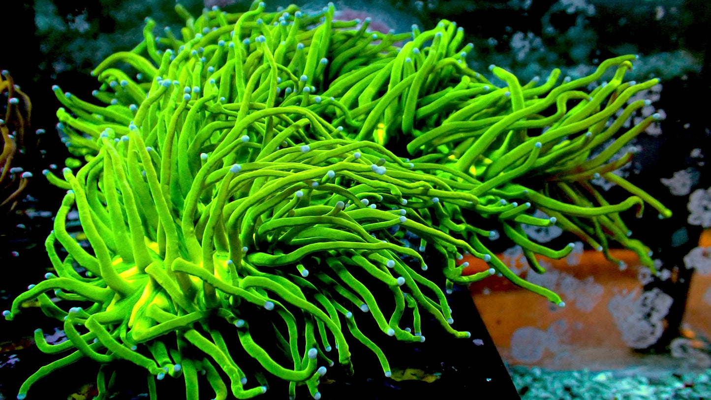 Holy grail torch 1” frag