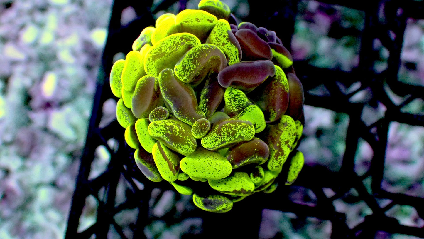 Splatter hammer 1” frag