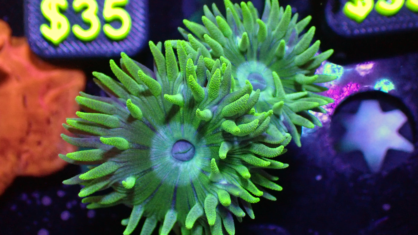 Blue mouth Duncan 1” frag