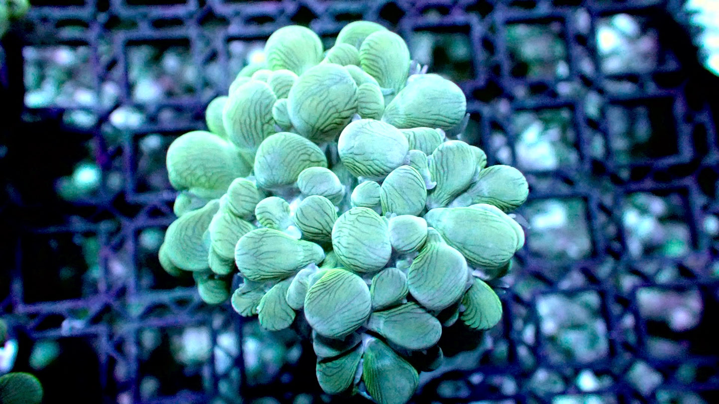 Bubble coral branching 2” frag