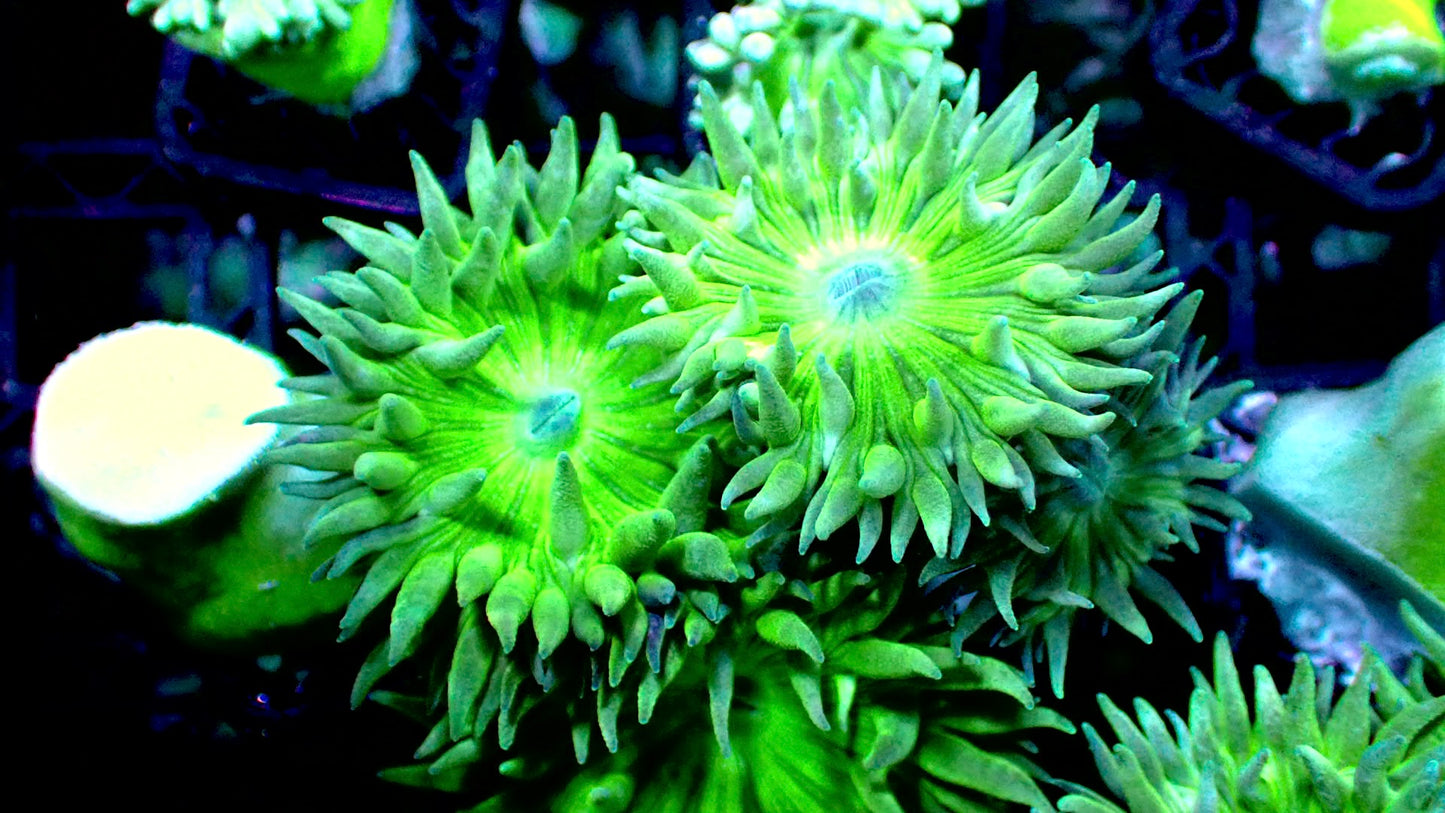 Duncan corals 1” frag