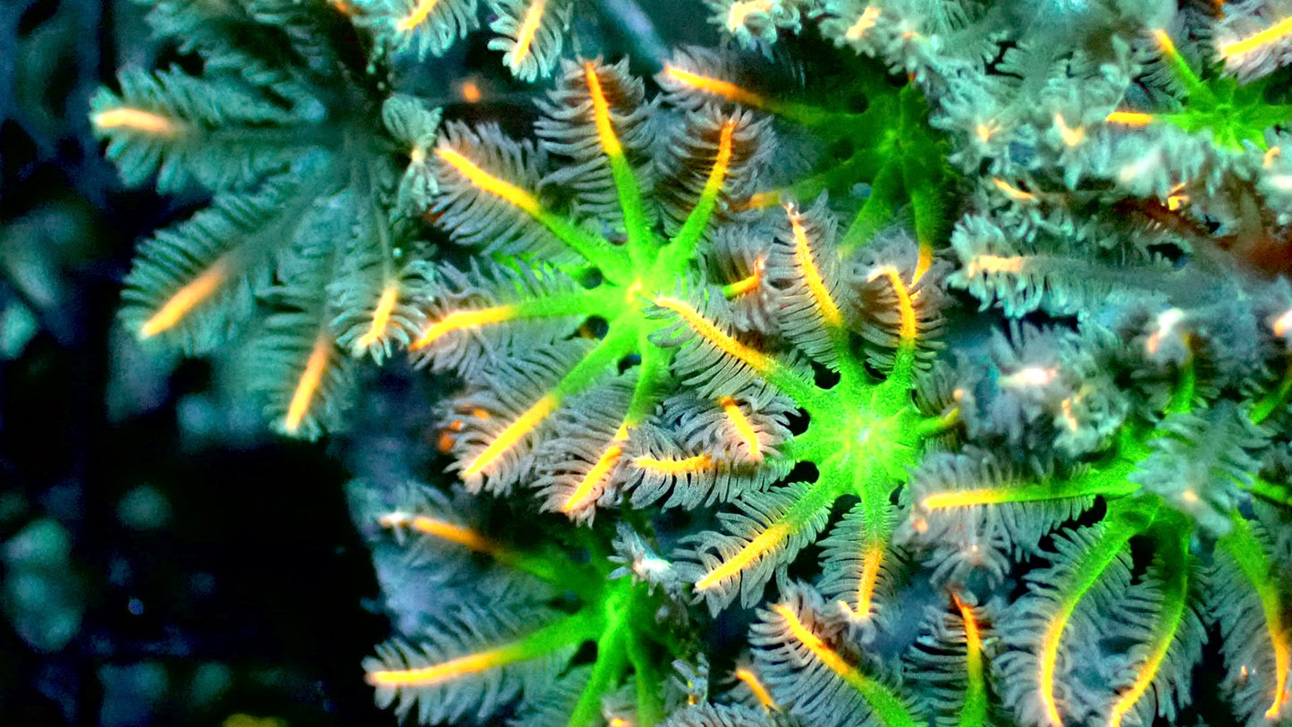 Firework cloves 1” frag