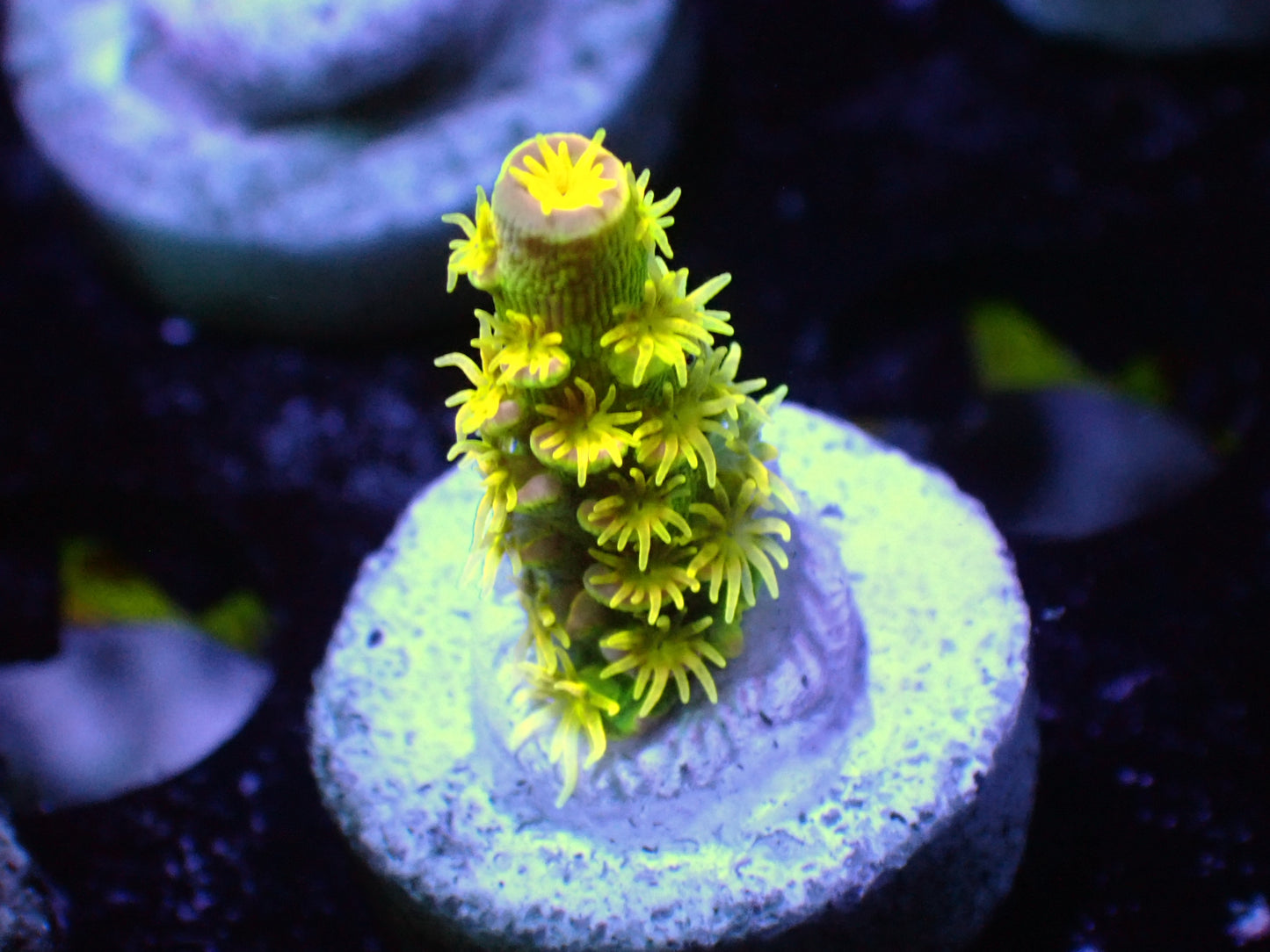 Walt Disney acro 1β frag