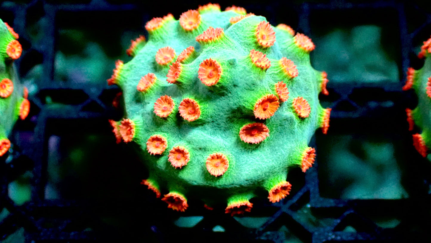 Meteor shower Cyphastrea 1” frag