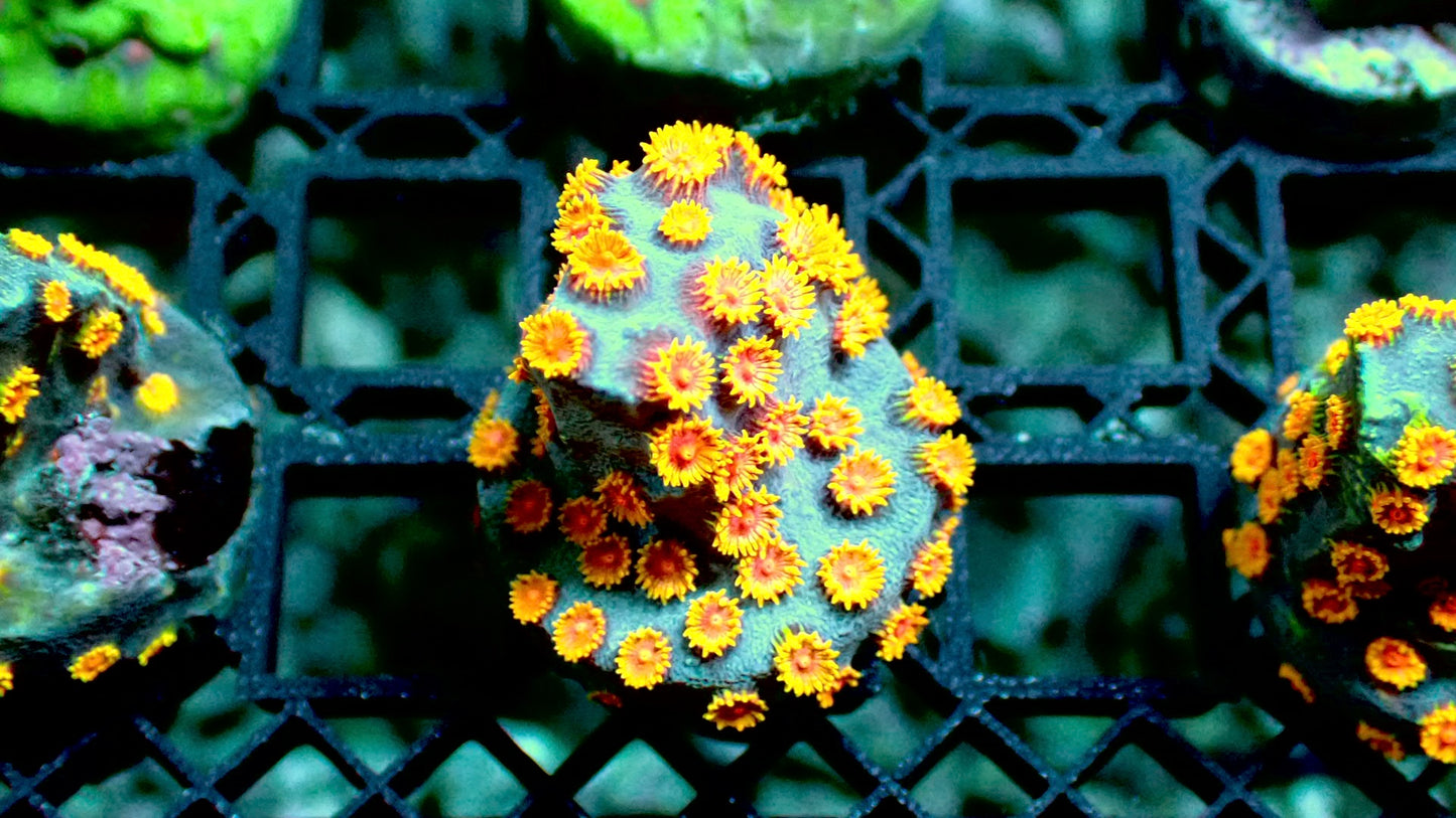 Bizarro Cyphastrea 1” frag