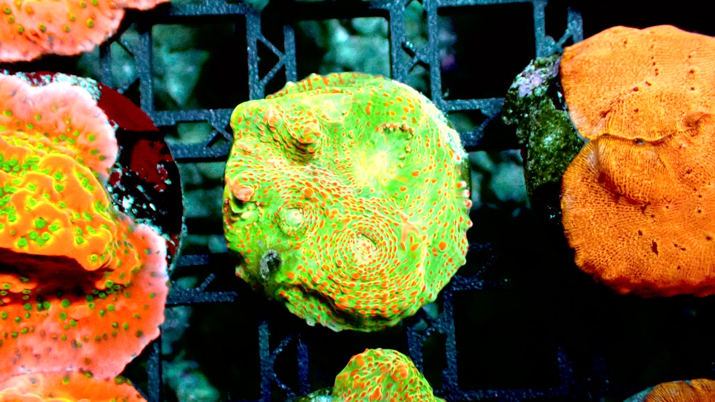 Orange lime chalice 1” frag