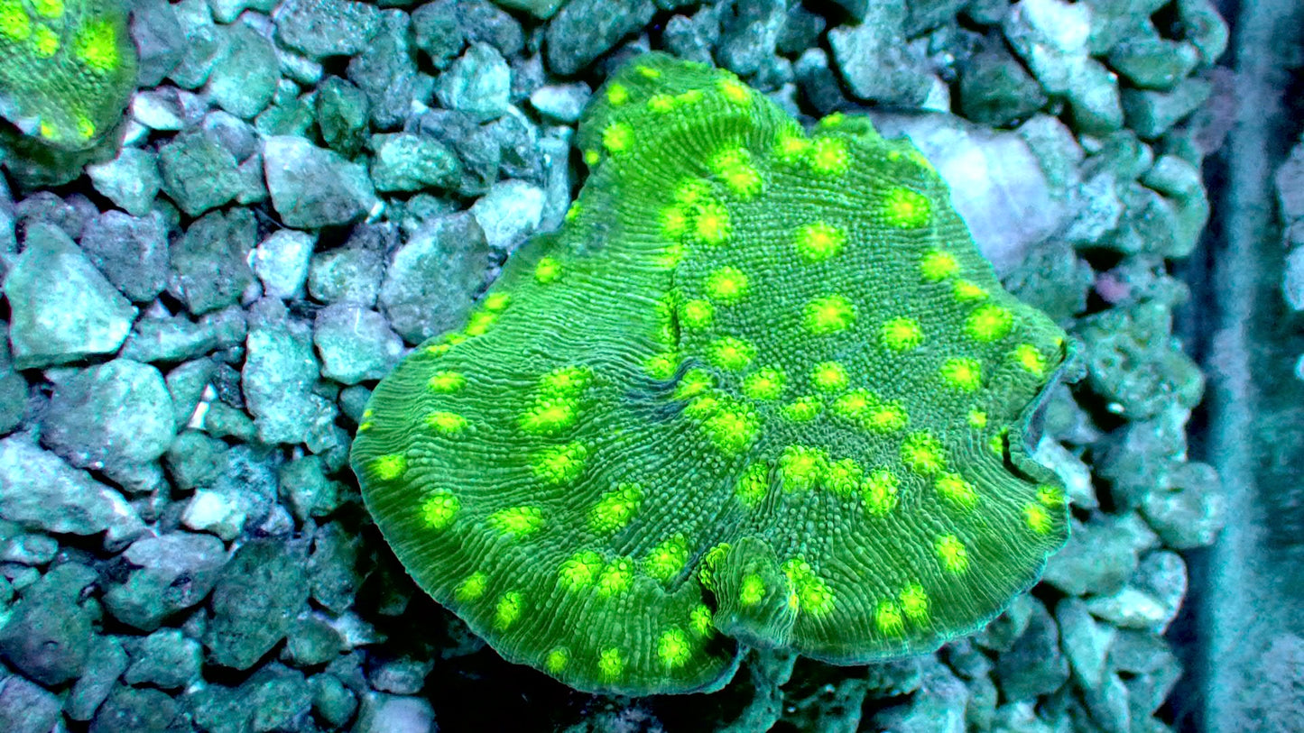 Hollywood stunner chalice 1” frag