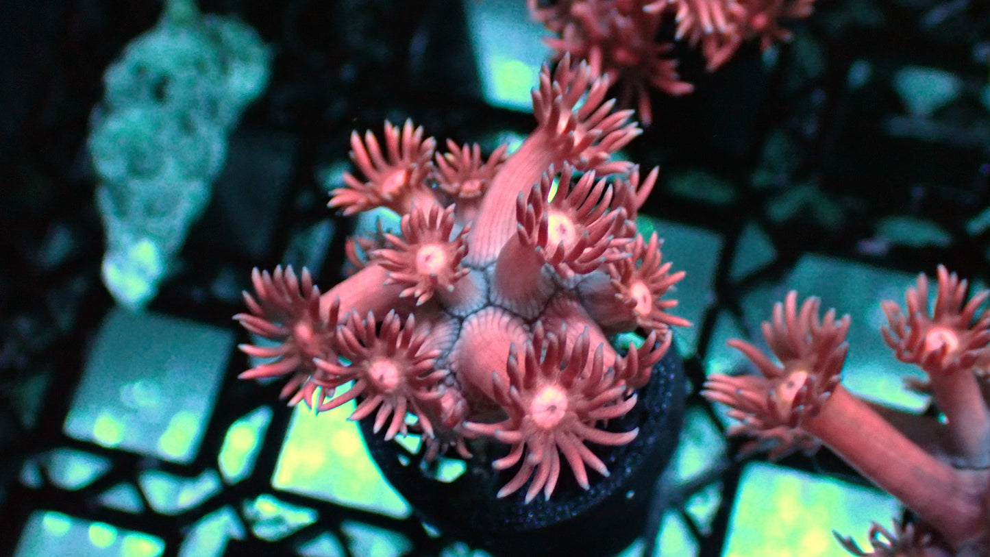 Pinky the brain Goni 1” frag