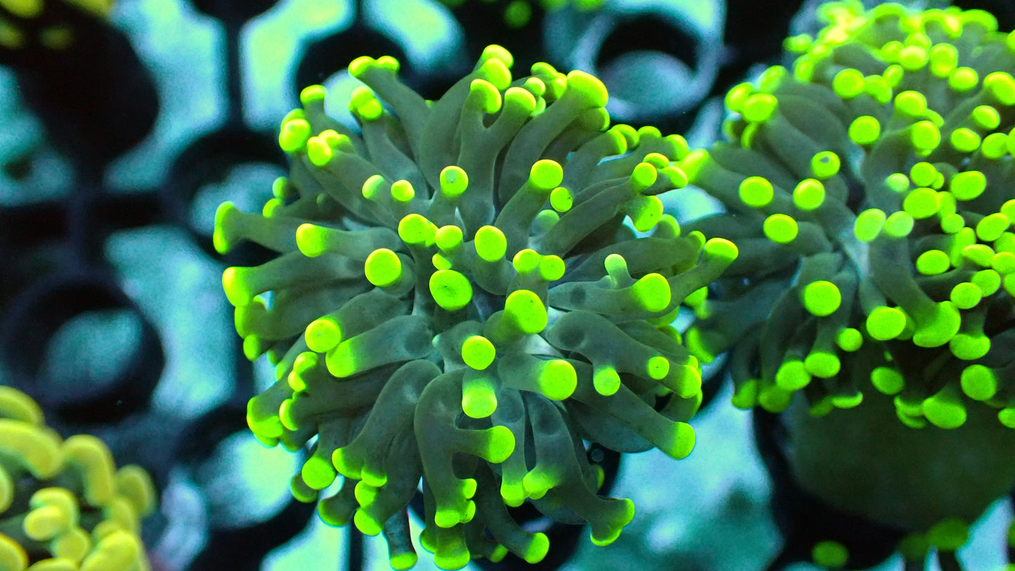 Scuba steve hammer 1” frag