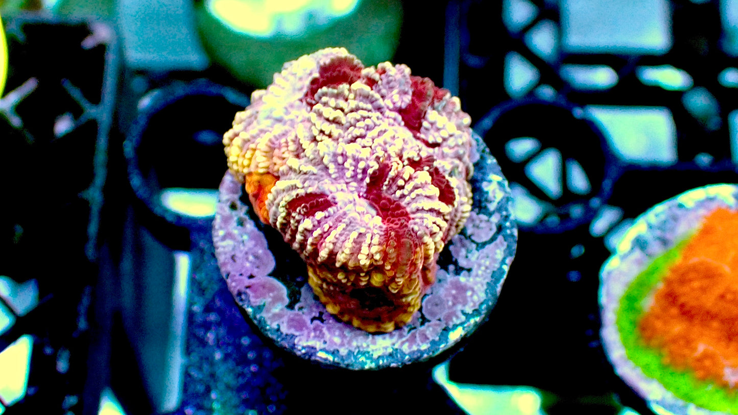 Cherry blossom favia 1” frag