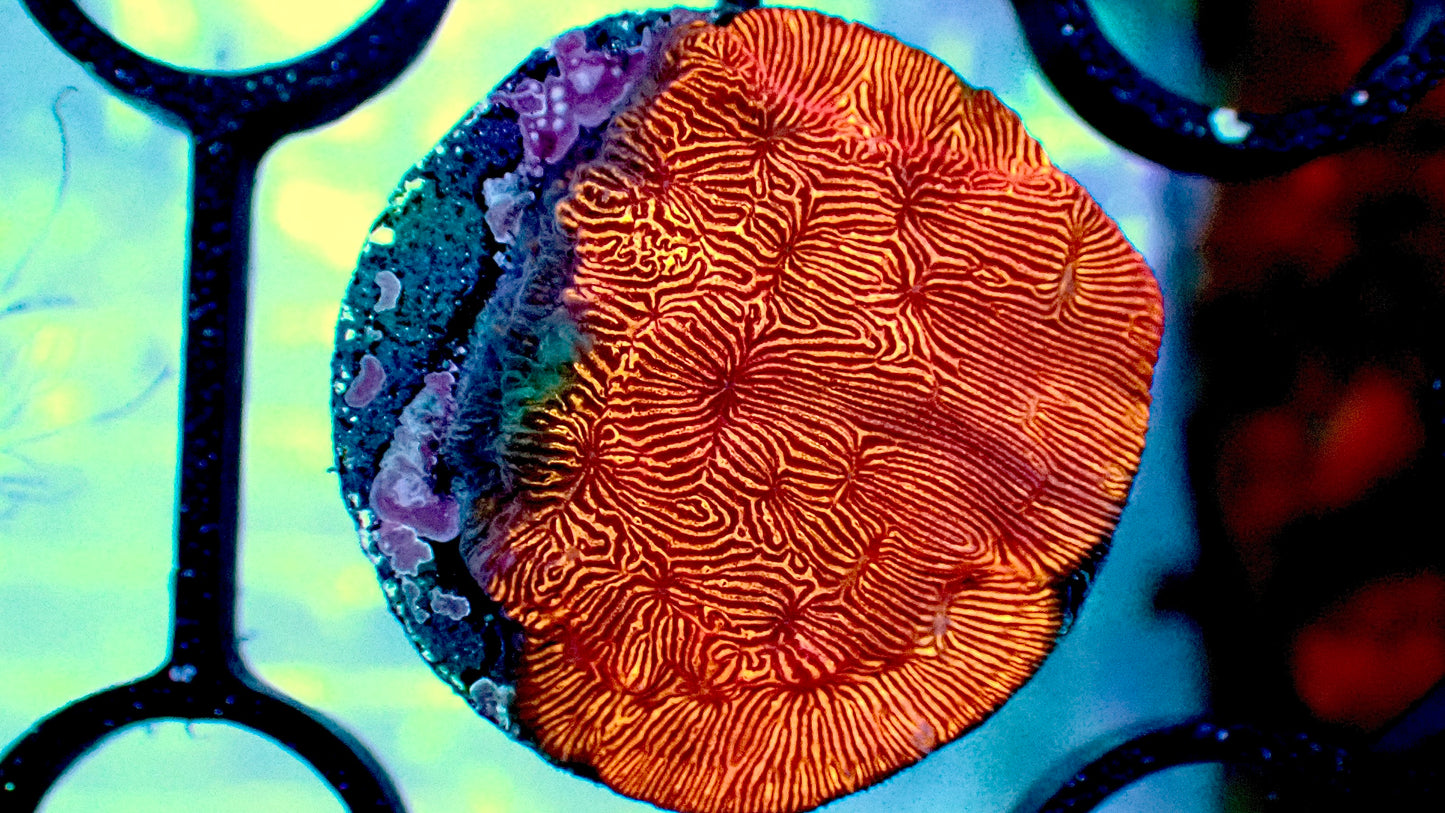 Orange crush leptoseris 1” frag
