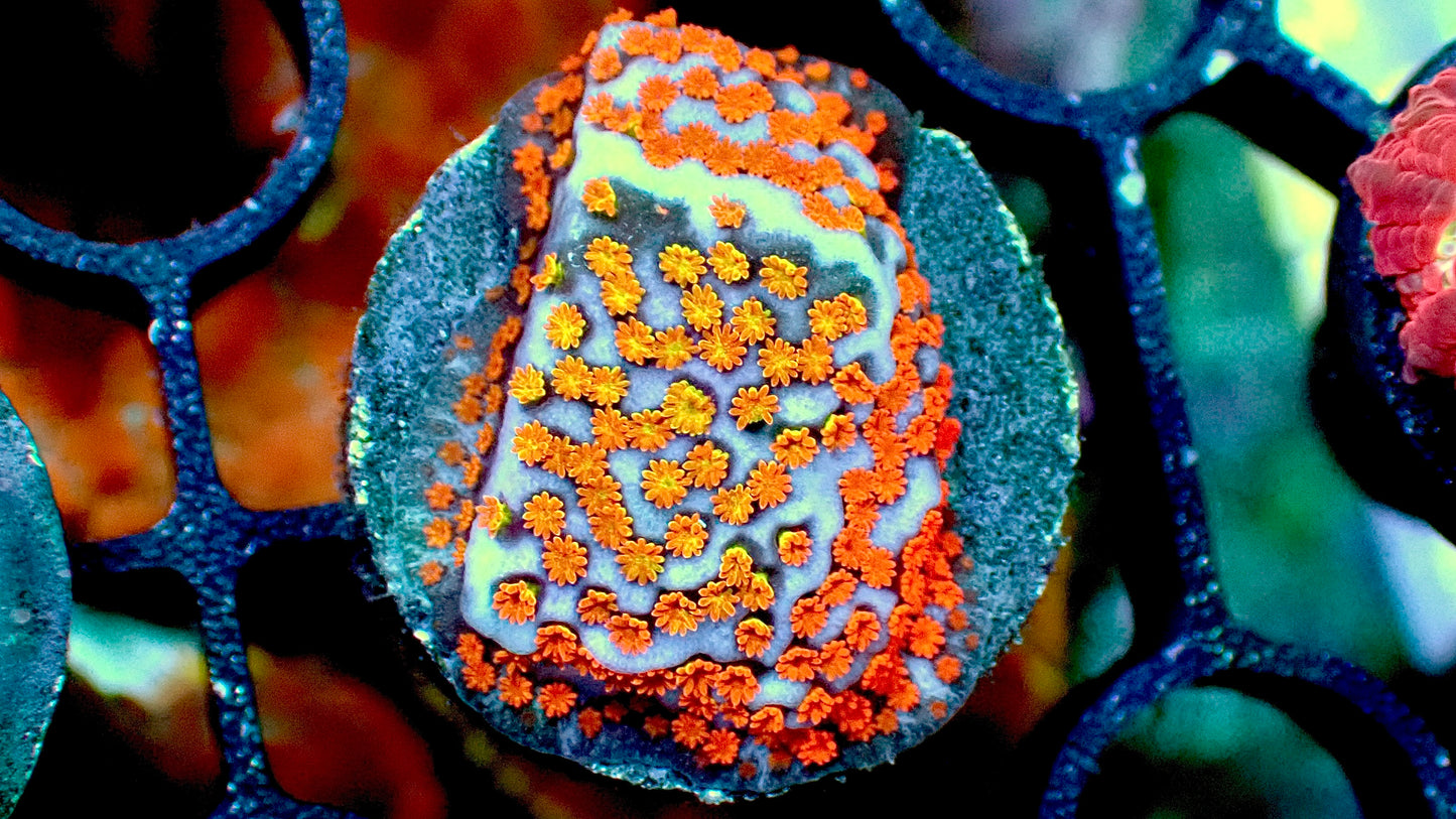 Aquaman monti 1” frag