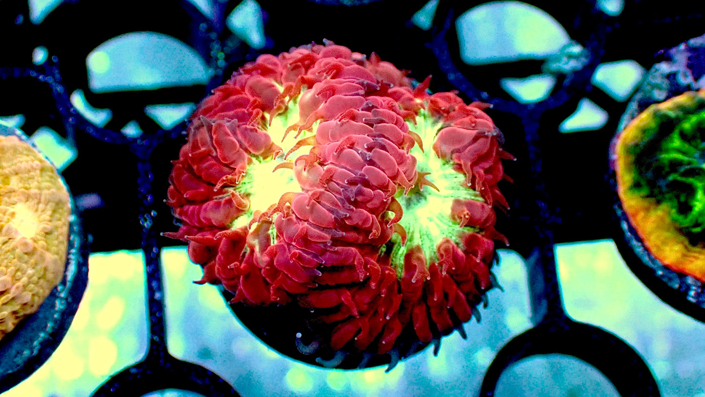Blind eye blastomussa merletti 1” frag