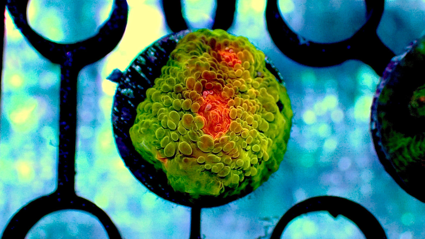 Mummy eye chalice 1” frag