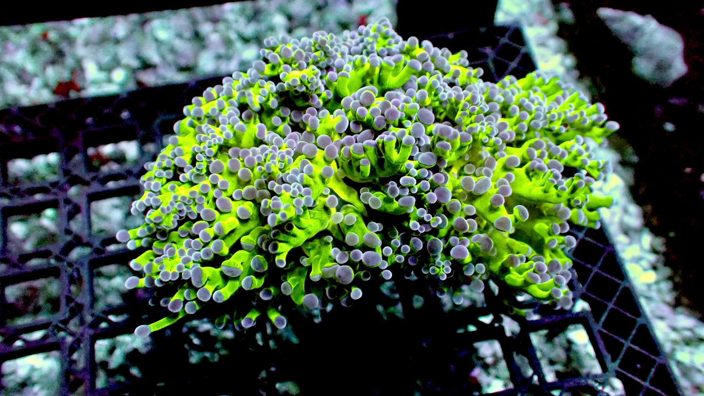 OG frogspawn 2” large frag