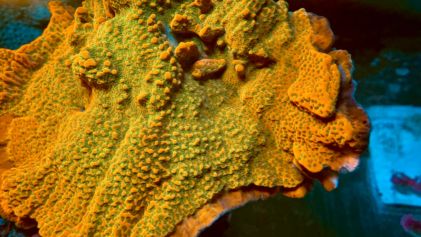 Tropic Thunder Monti