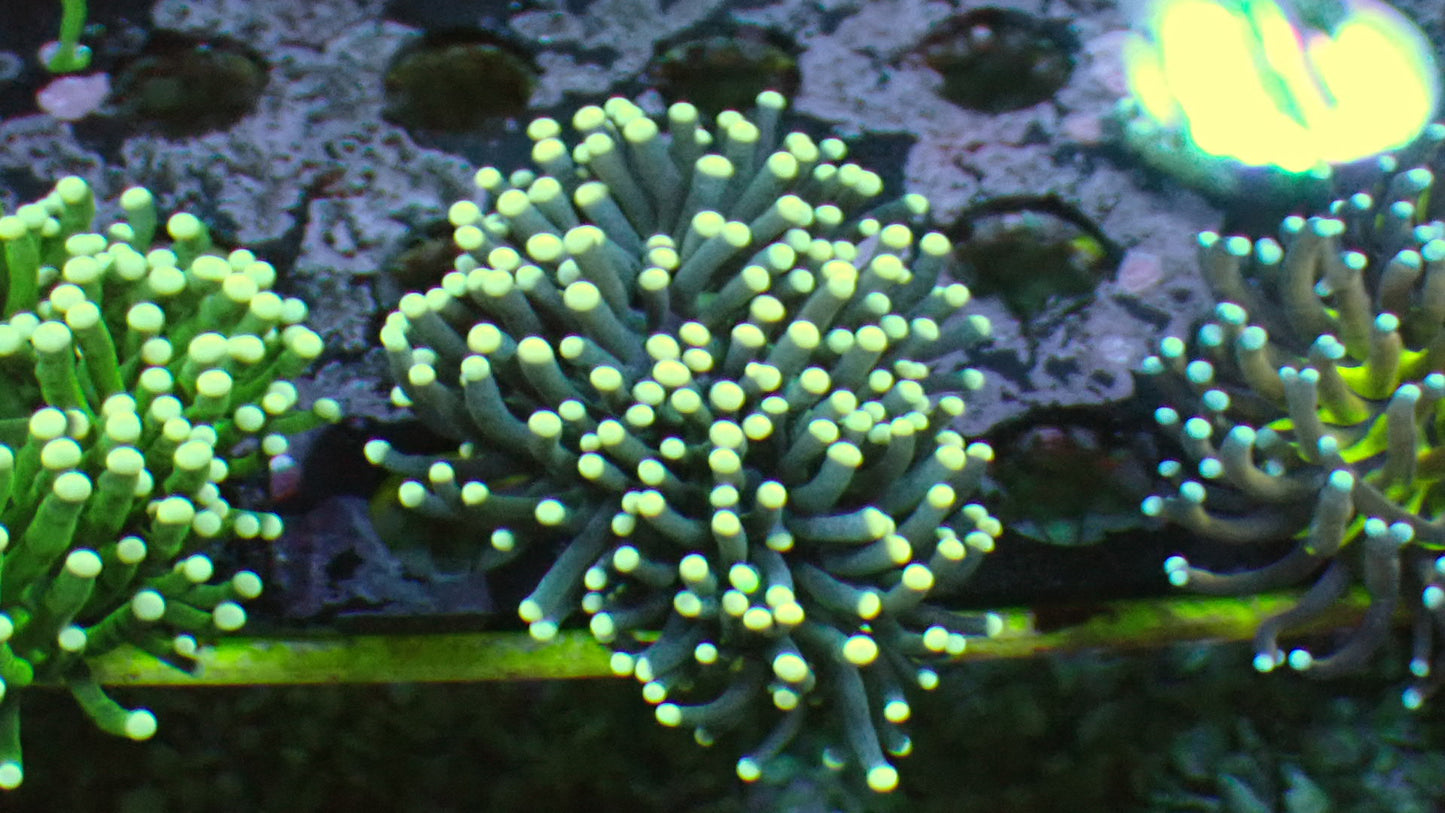 Purple torch 1” frag