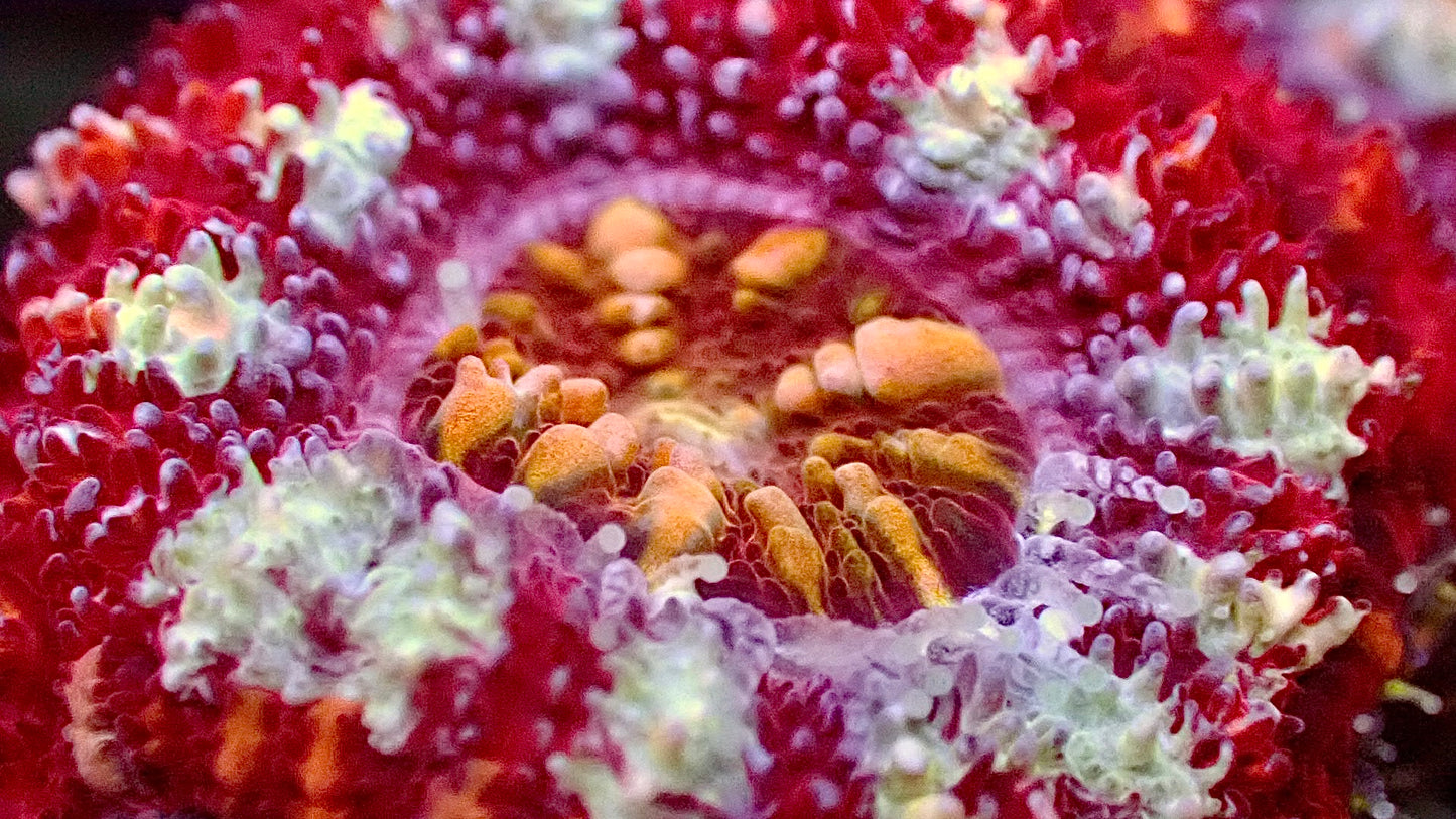 Iron man acan 1” frag