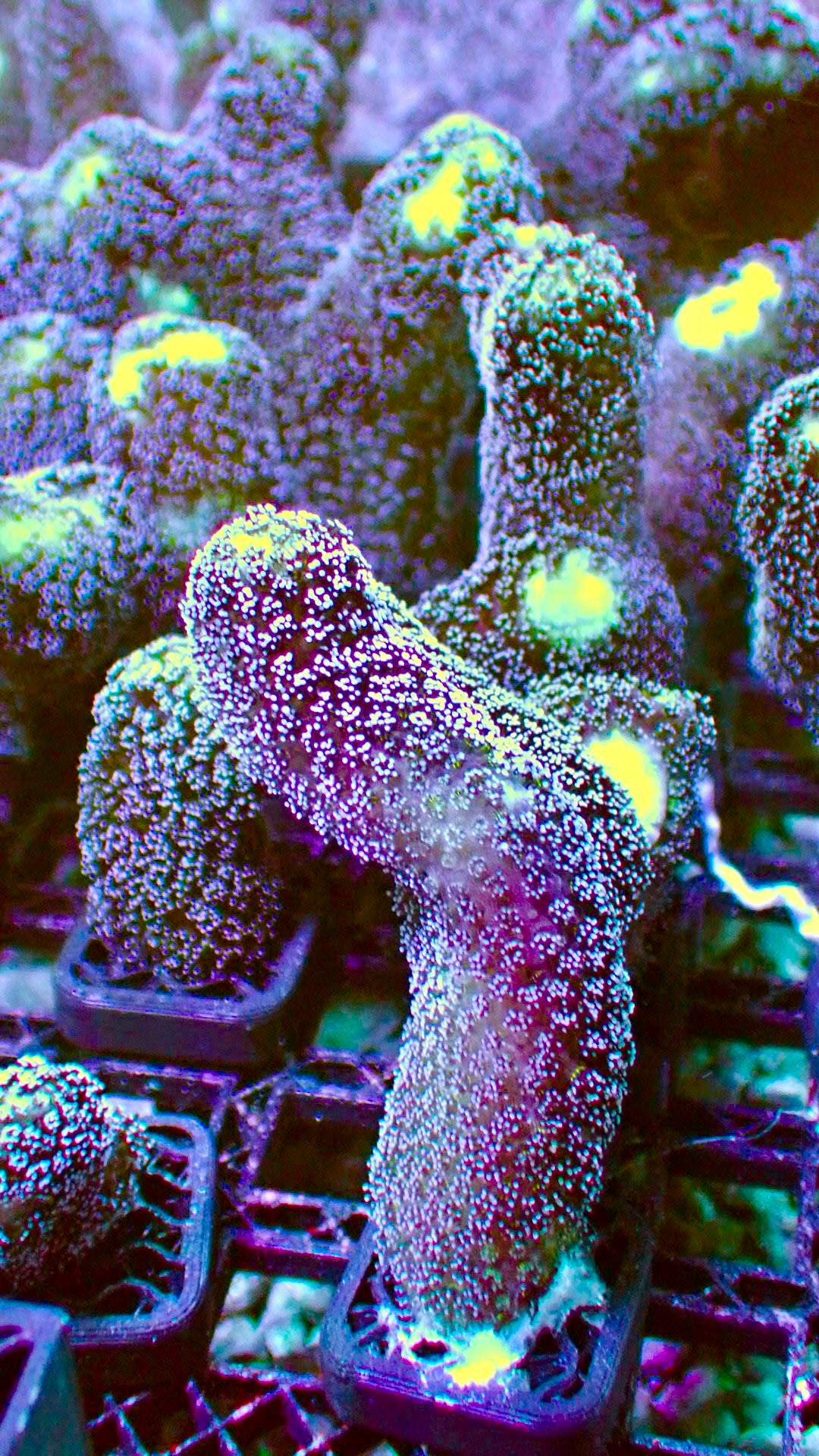 Milka stylo 1” frag