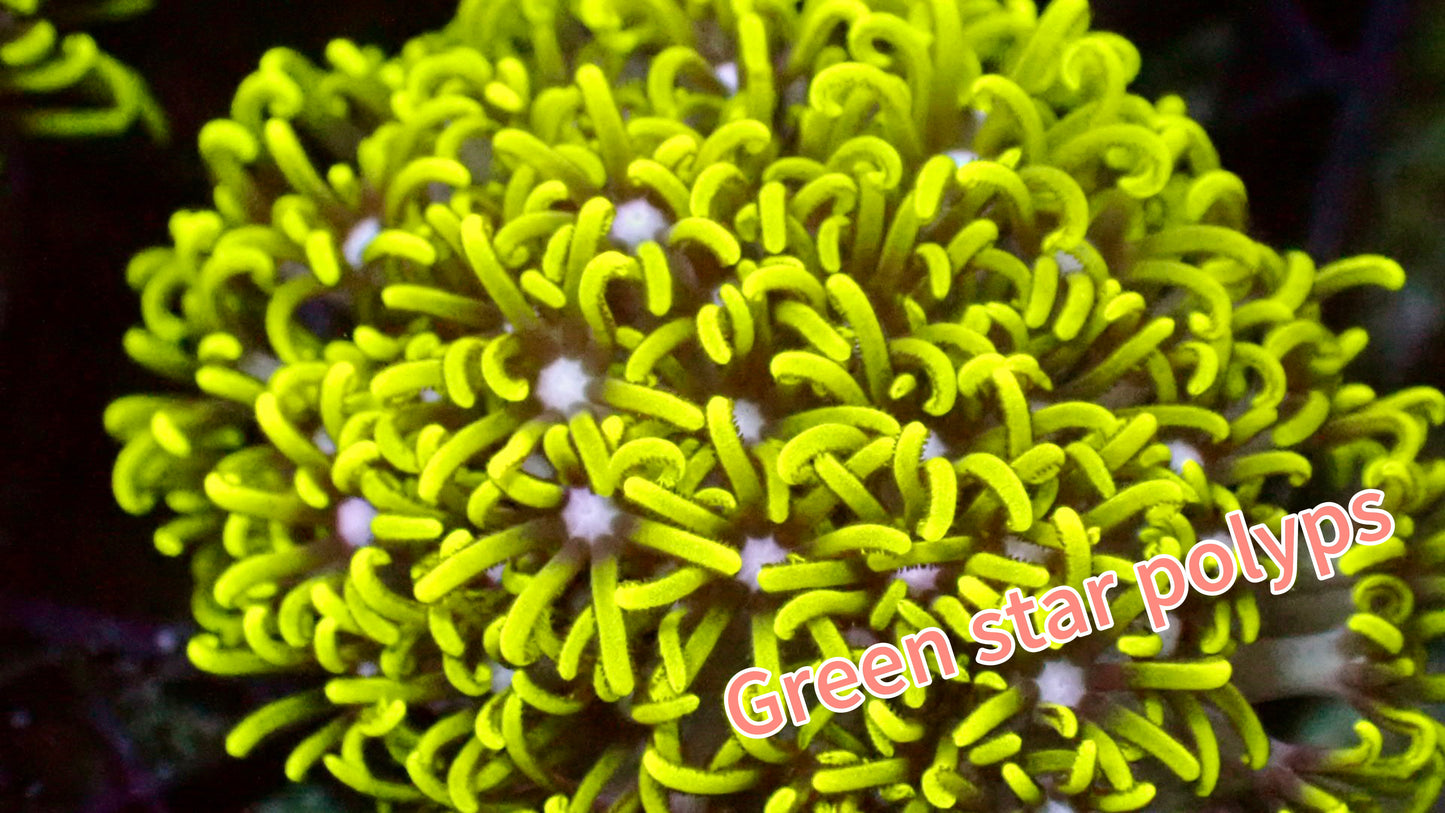 Green star polyps 1” frag