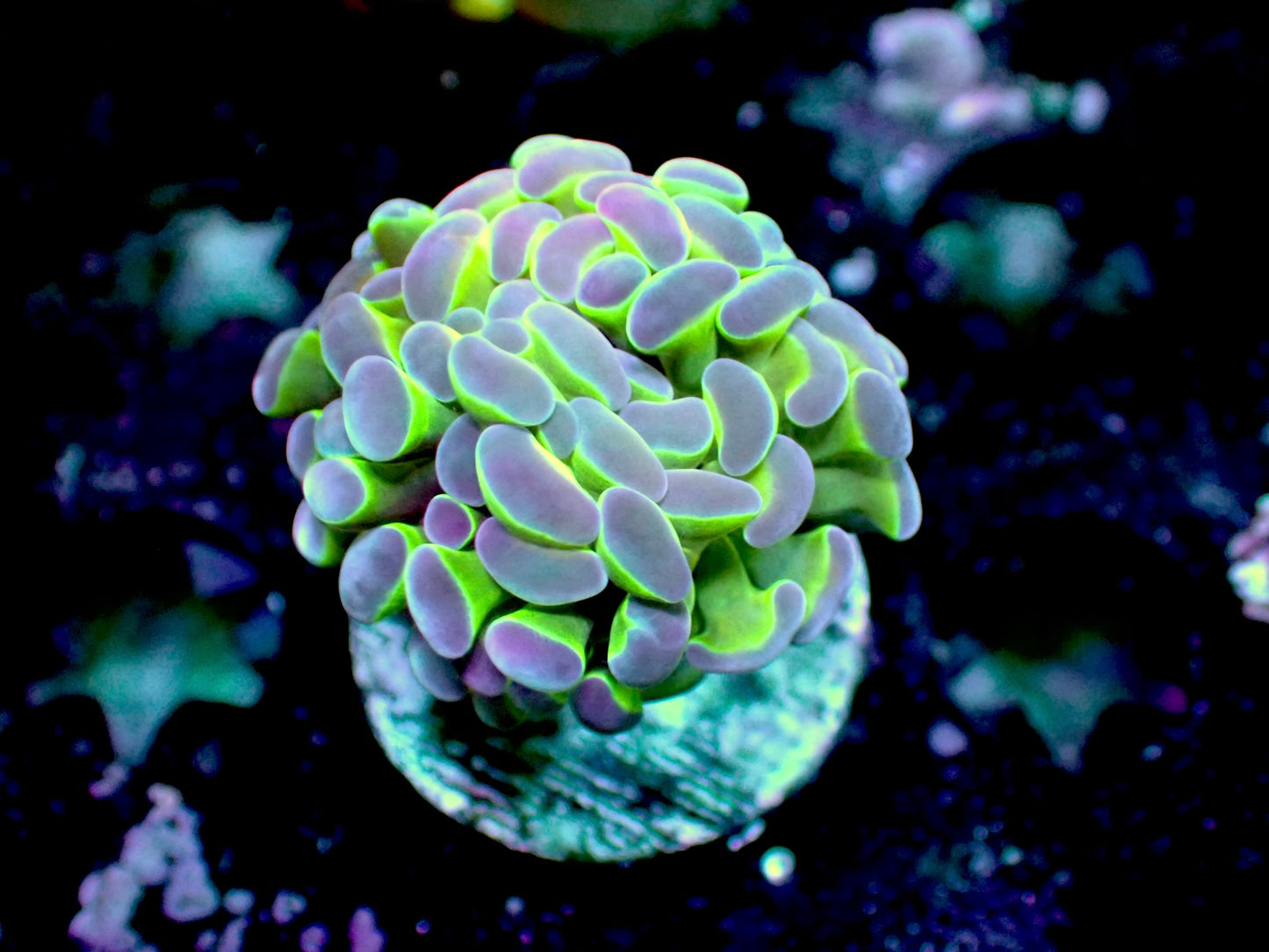 Hologram Hammer 1โ frag