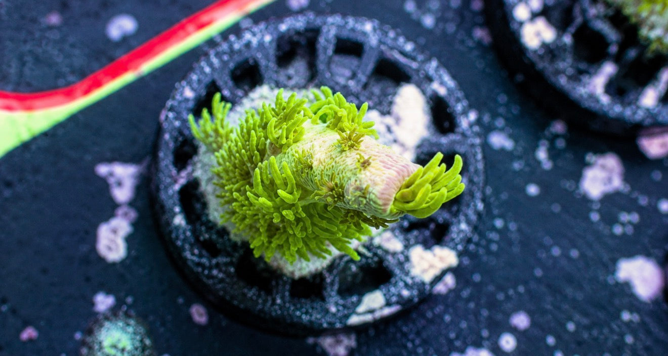 Jf homewrecker acro 1” frag