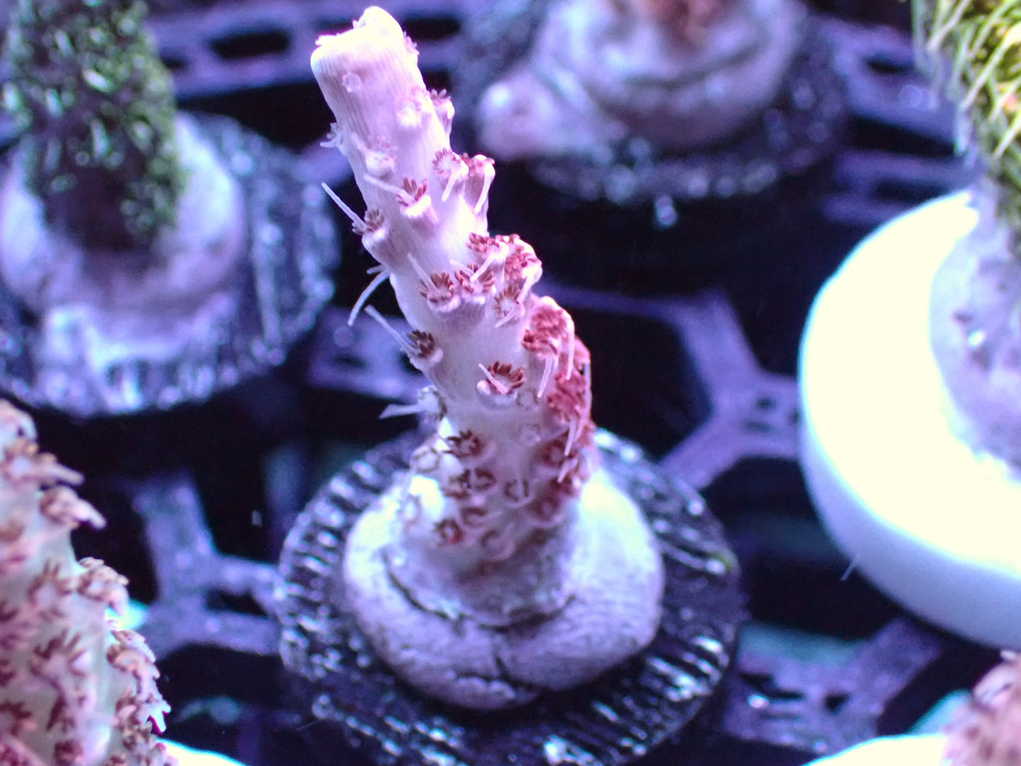 Red planet acro 1” frag