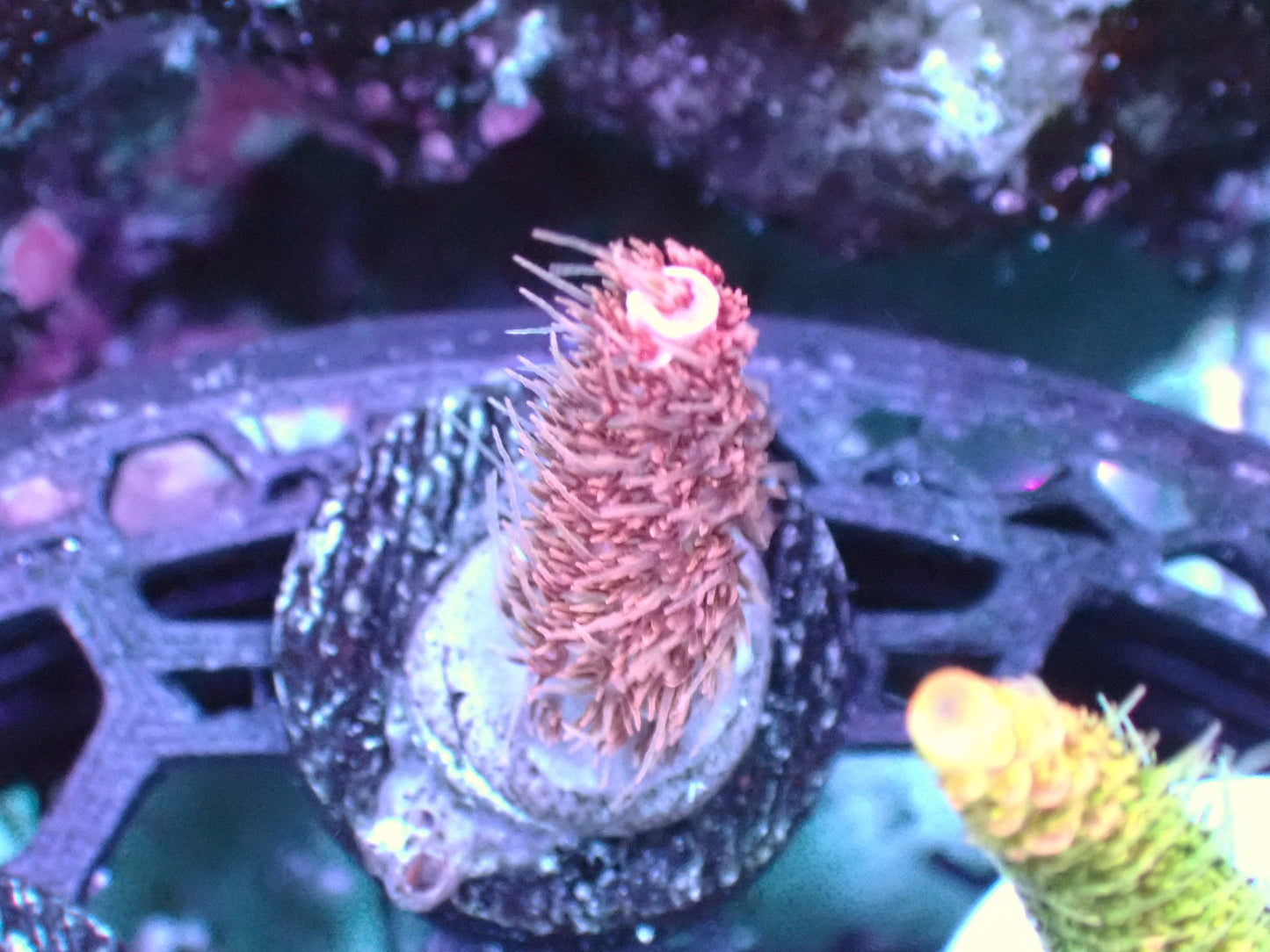 Red planet acro 1” frag