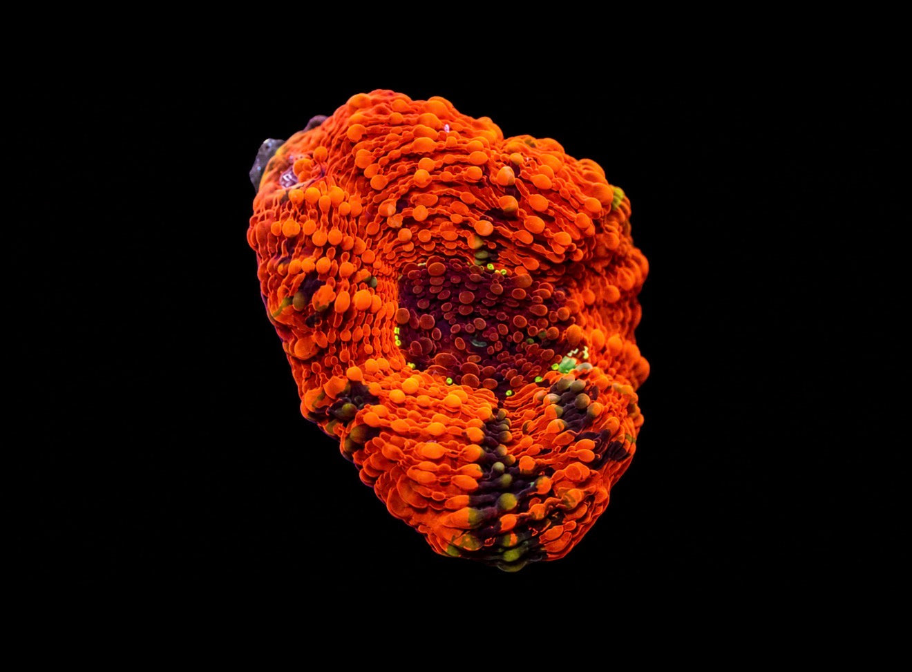Orange acan Echinata 1” frag