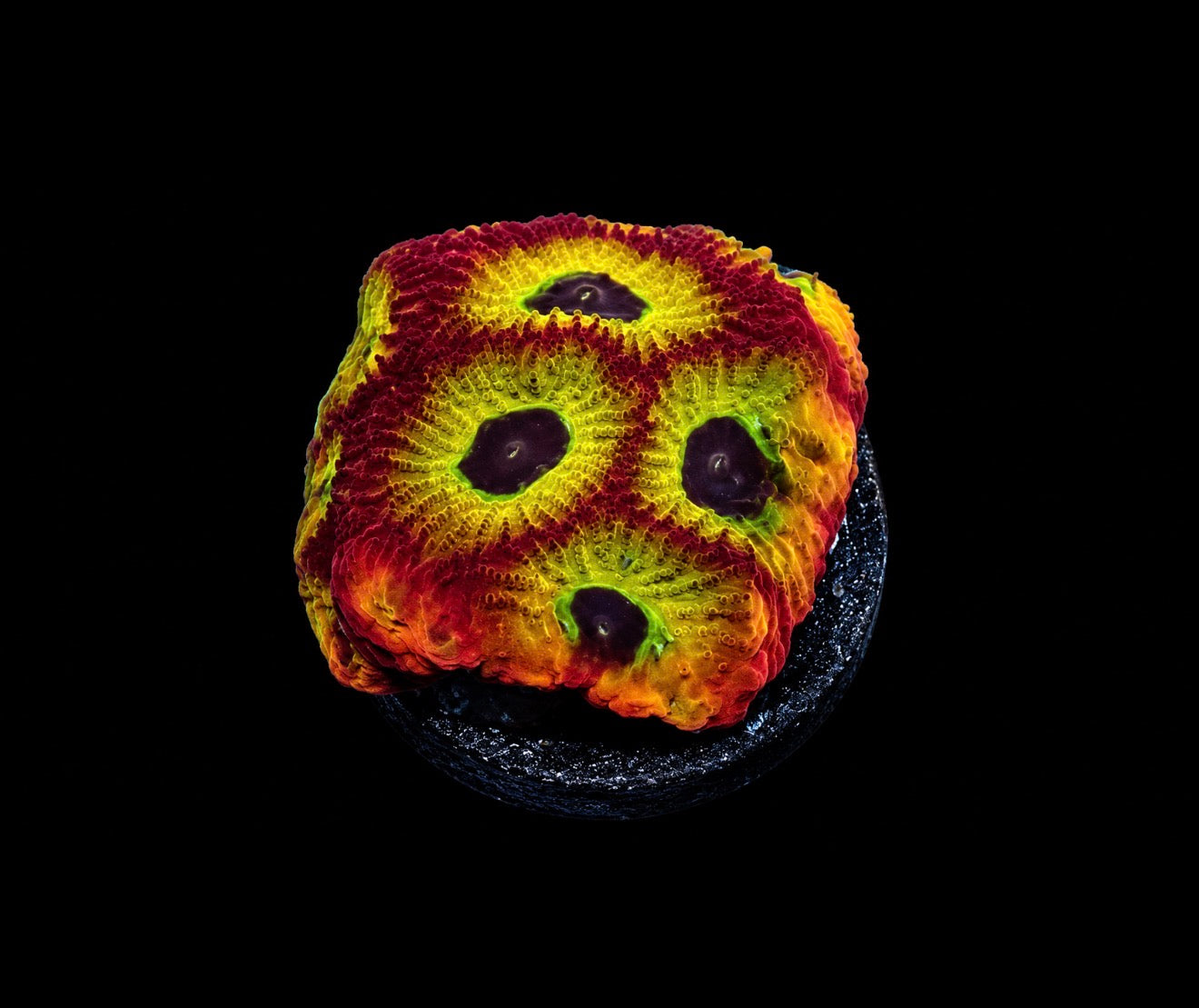 Sector 001 favia 1” frag