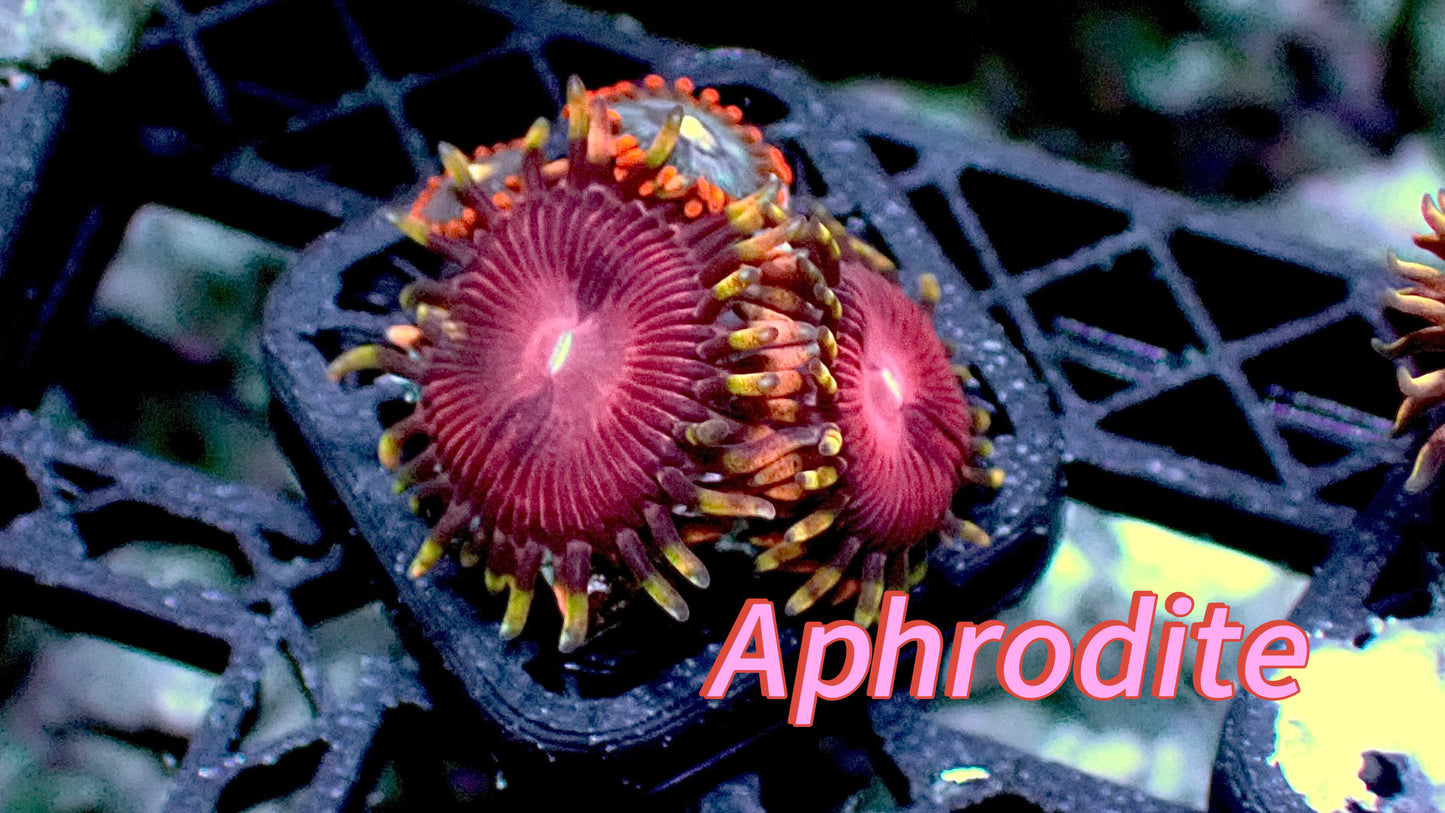 Aphrodite zoas 1” frag