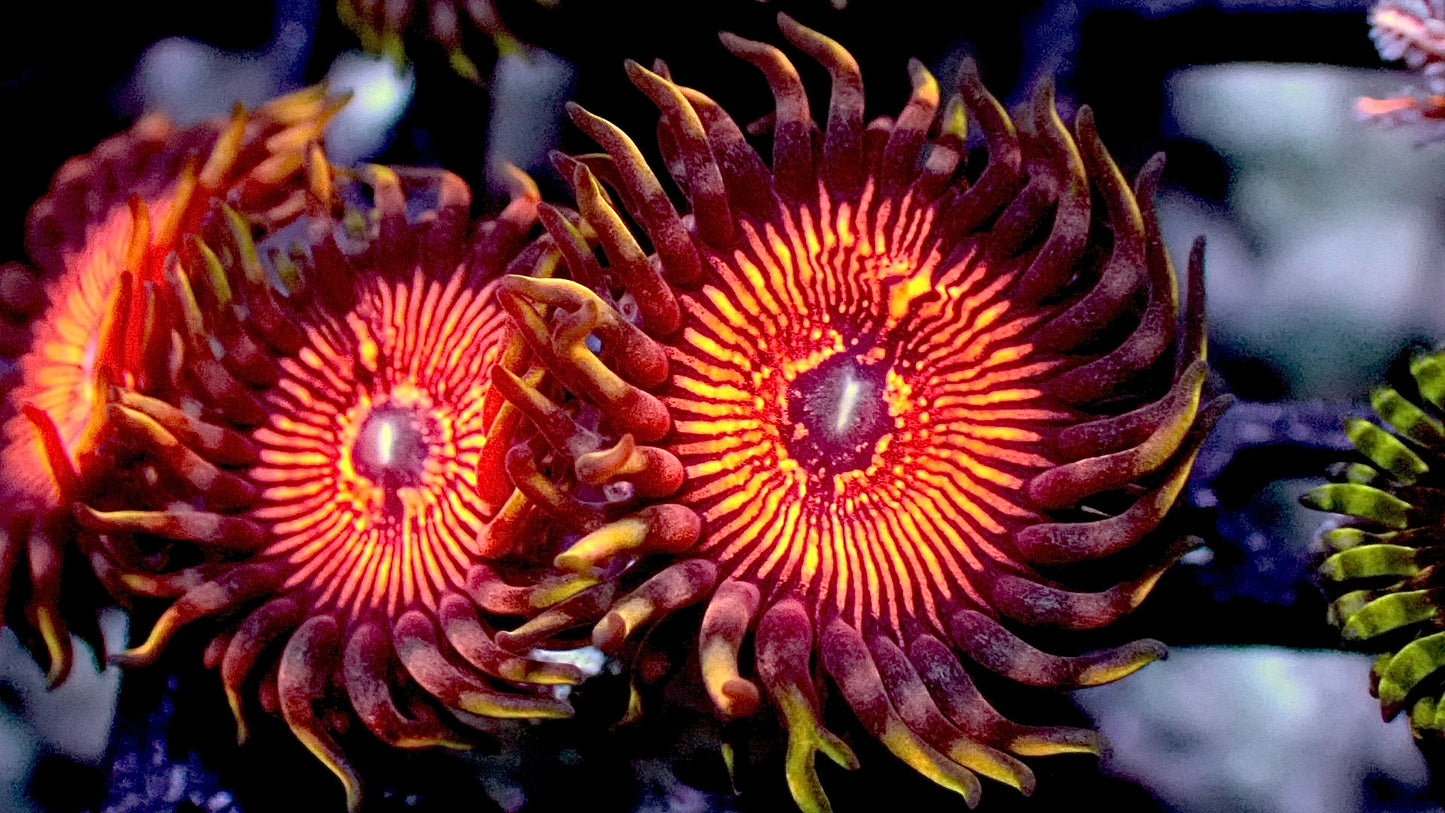 Stranger things zoas 1” frag