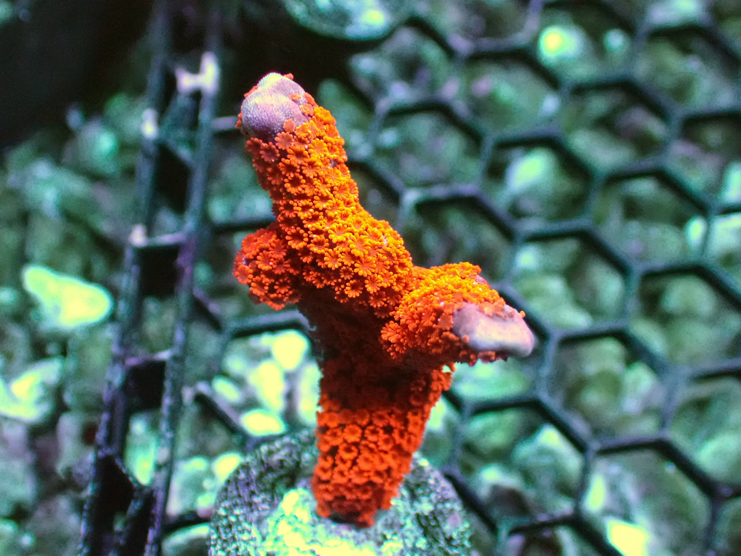 Fire Red monti Digitata 1β frag