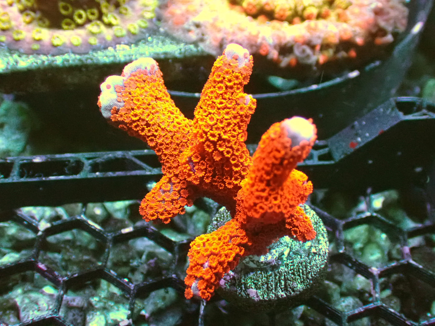 Fire Red monti Digitata 1β frag