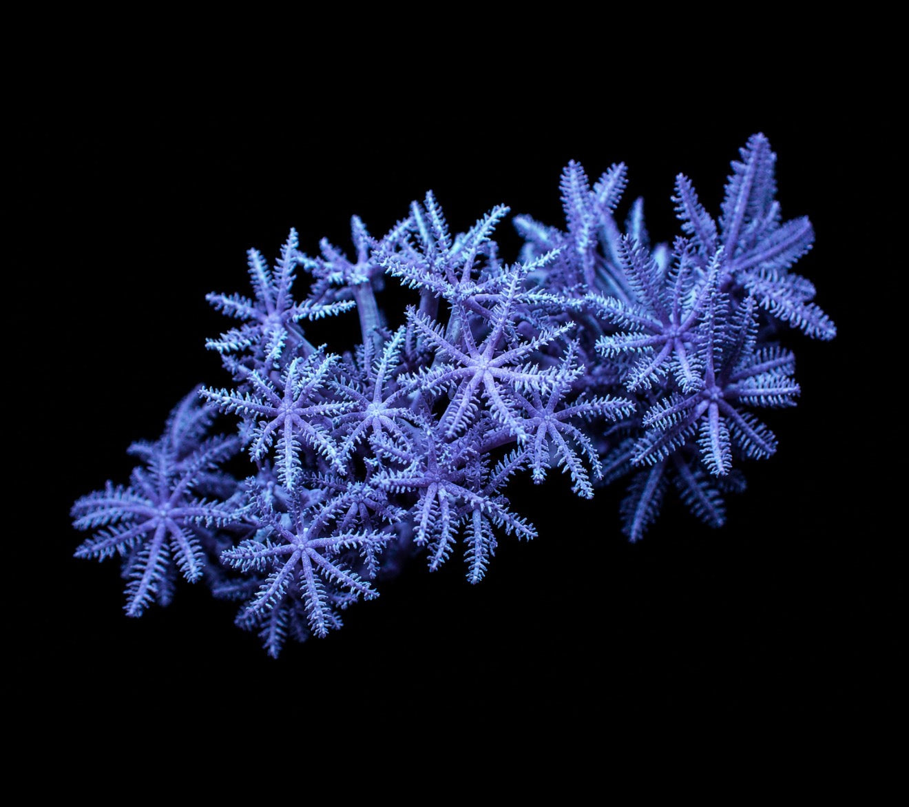 Xenia 1” frag