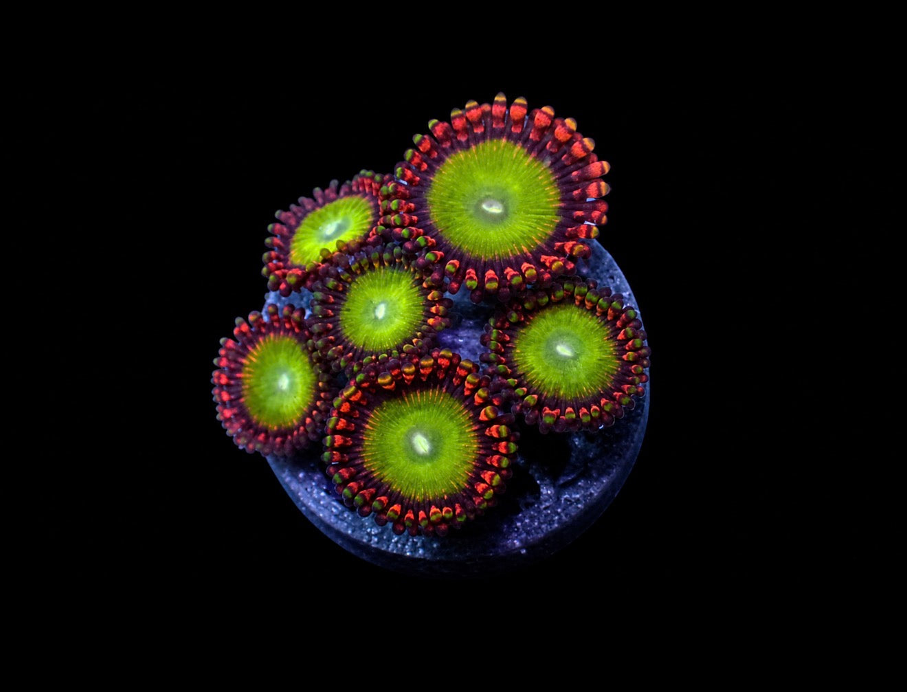 Candy apple zoas 1” frag