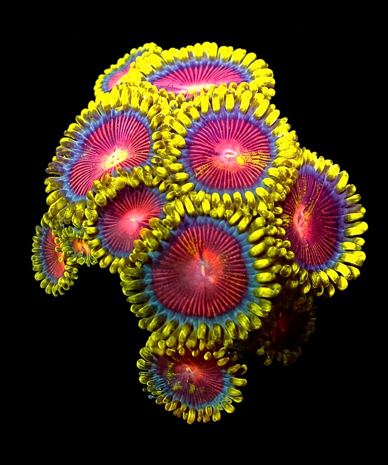 CC Spitfire Zoas 1” frag (4+ heads)
