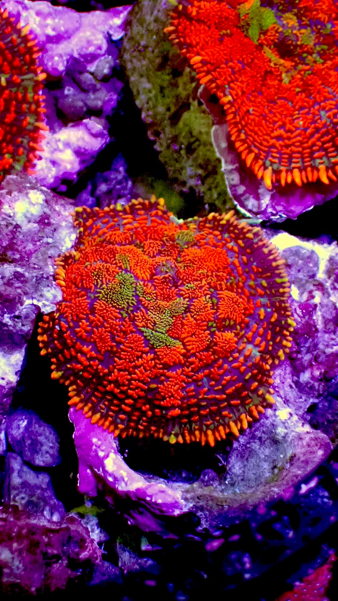 Indian rug rhodactus mushroom 1” frag