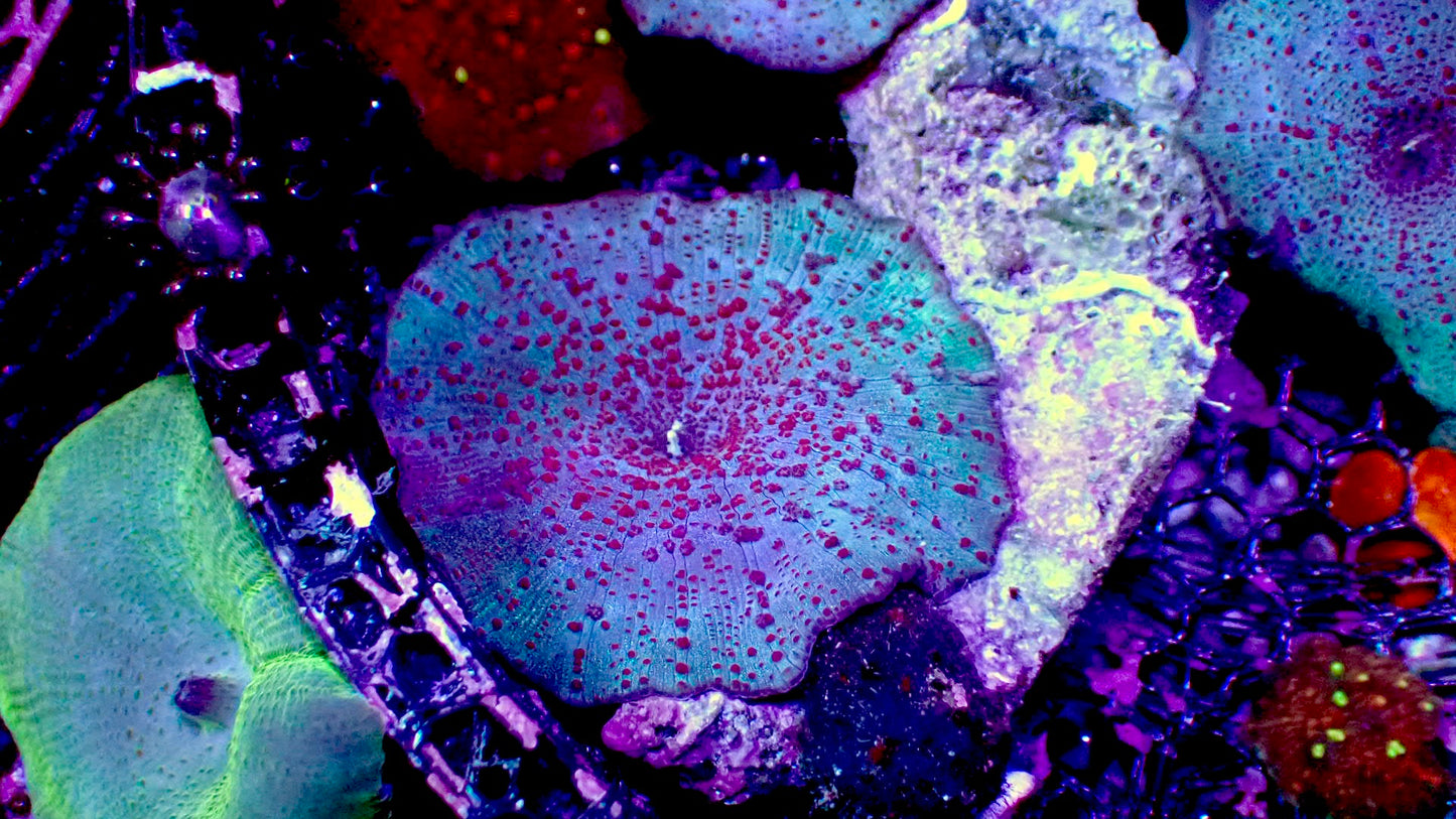 Blue galactic mushroom 1” frag