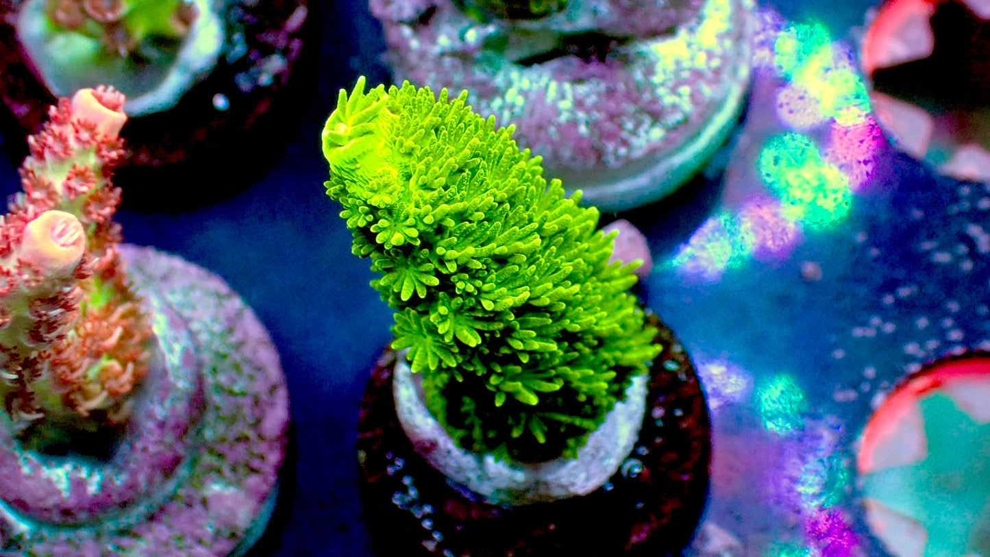 Bali Green slimer acropora 1” frag