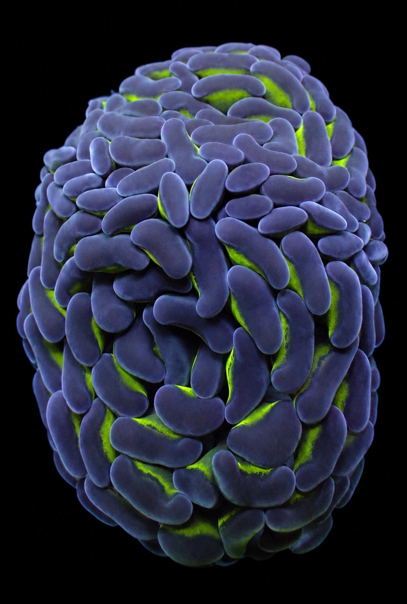 Aussie bi color hammer 1” frag