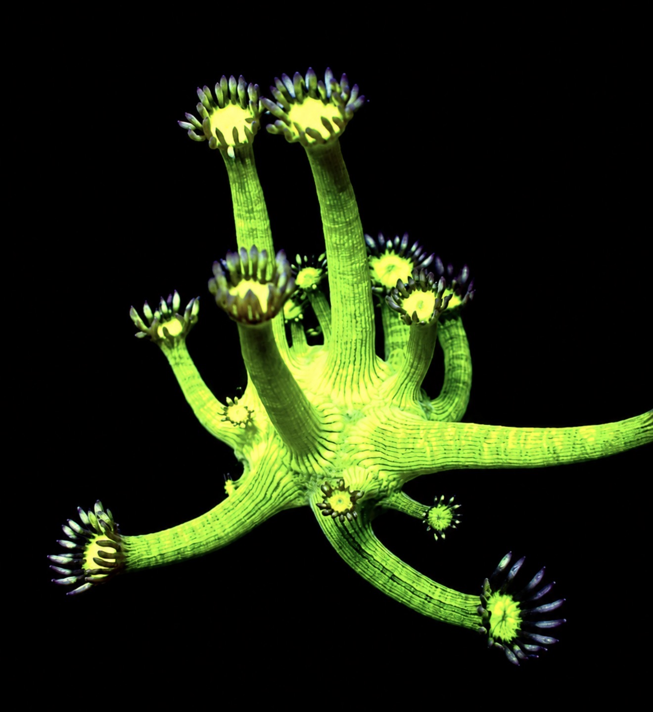 Bootleg glitter goniopora 1” frag
