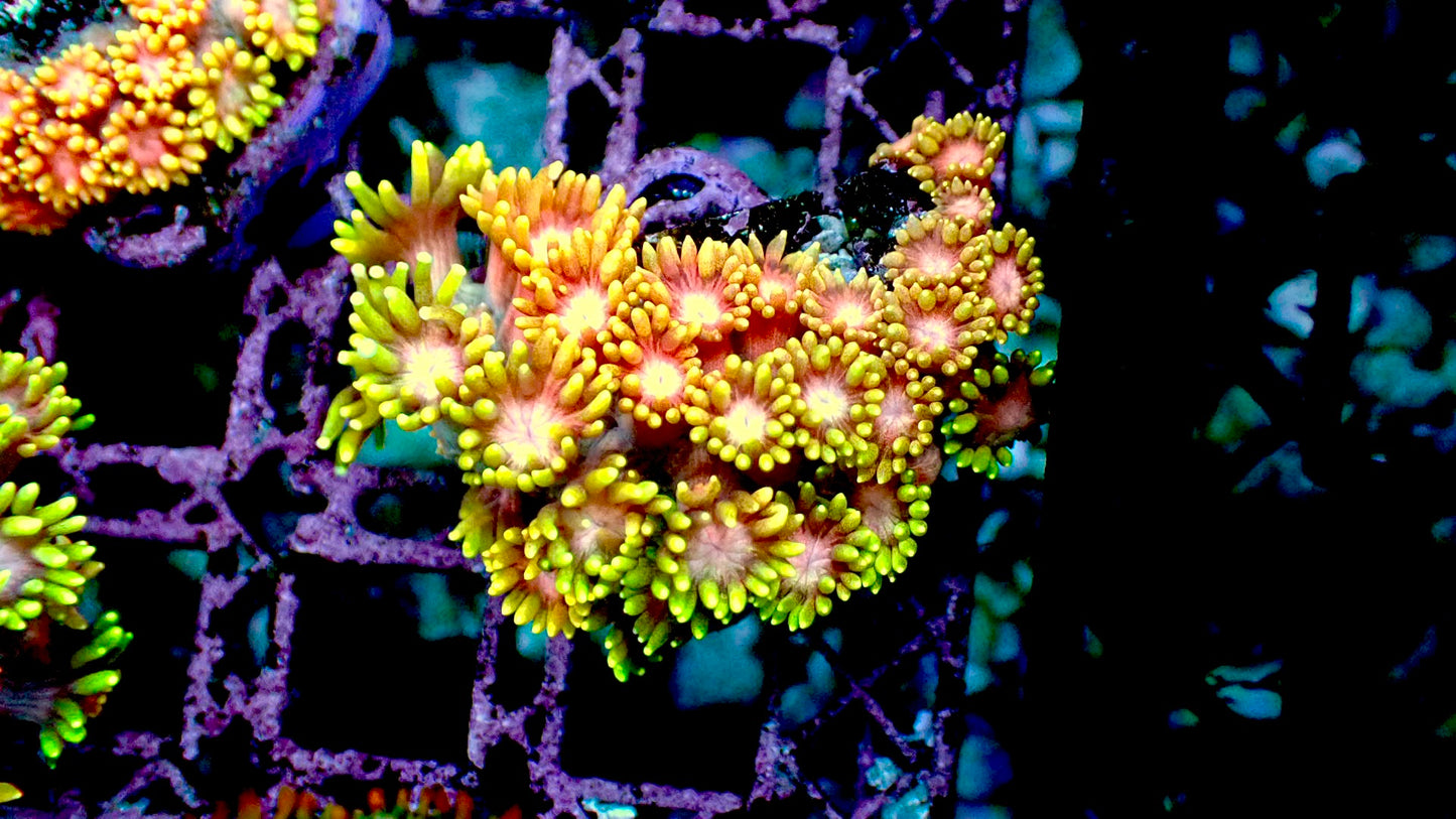 Pink lemonade goniopora 1” frag