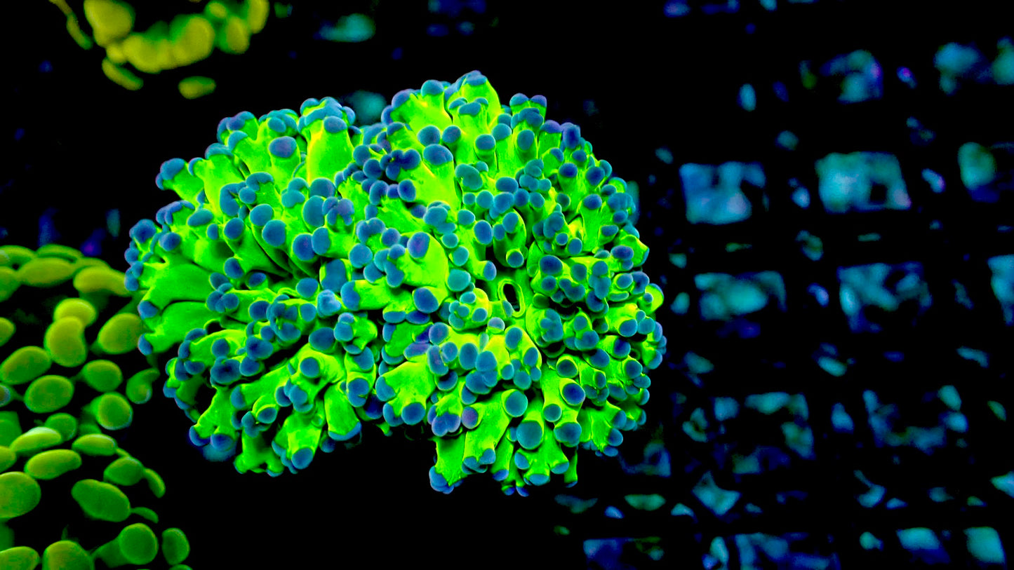 Neon green frogspawn 1” frag