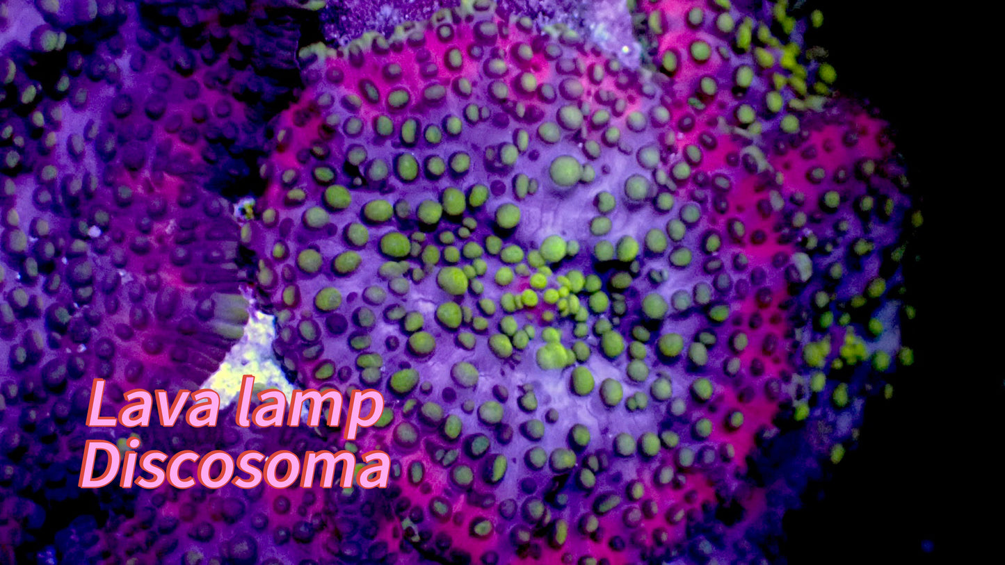 Lava lamp discosoma mushroom 1” frag