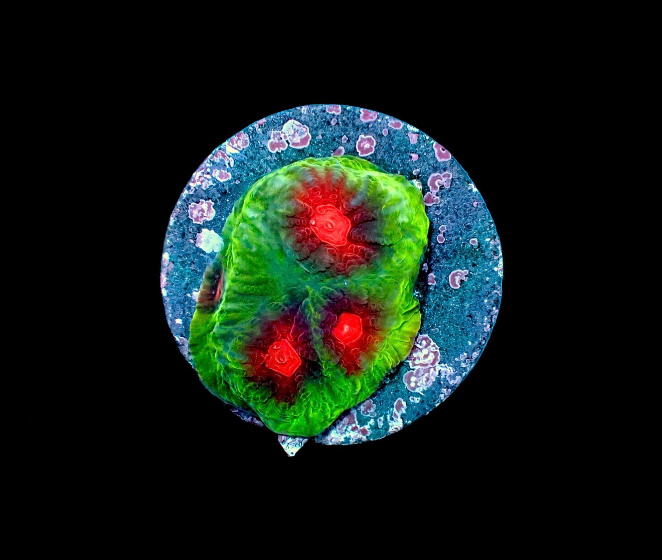Apple jack favia 1” frag