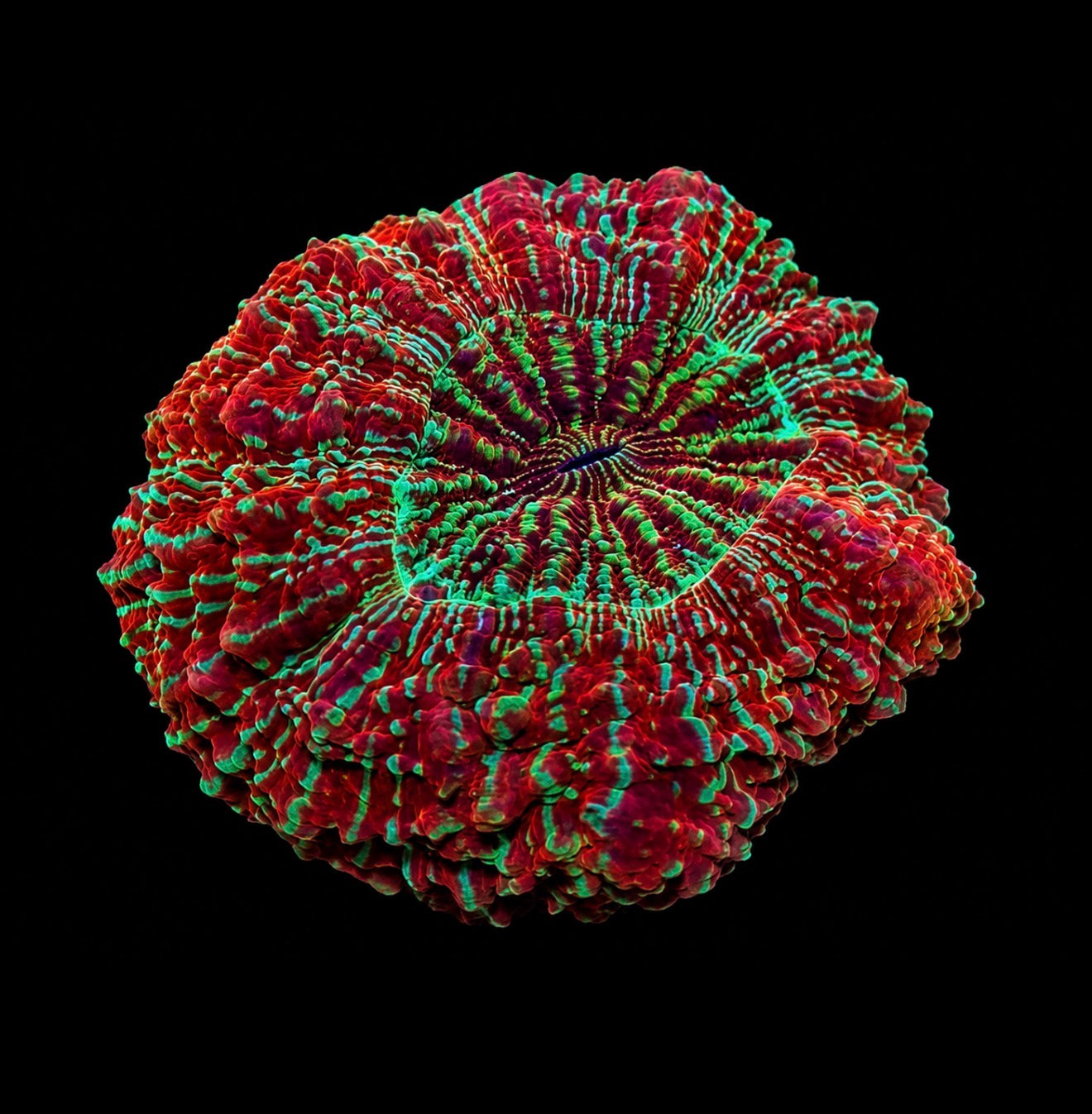 Red glitter acantho 4” WYSIWYG