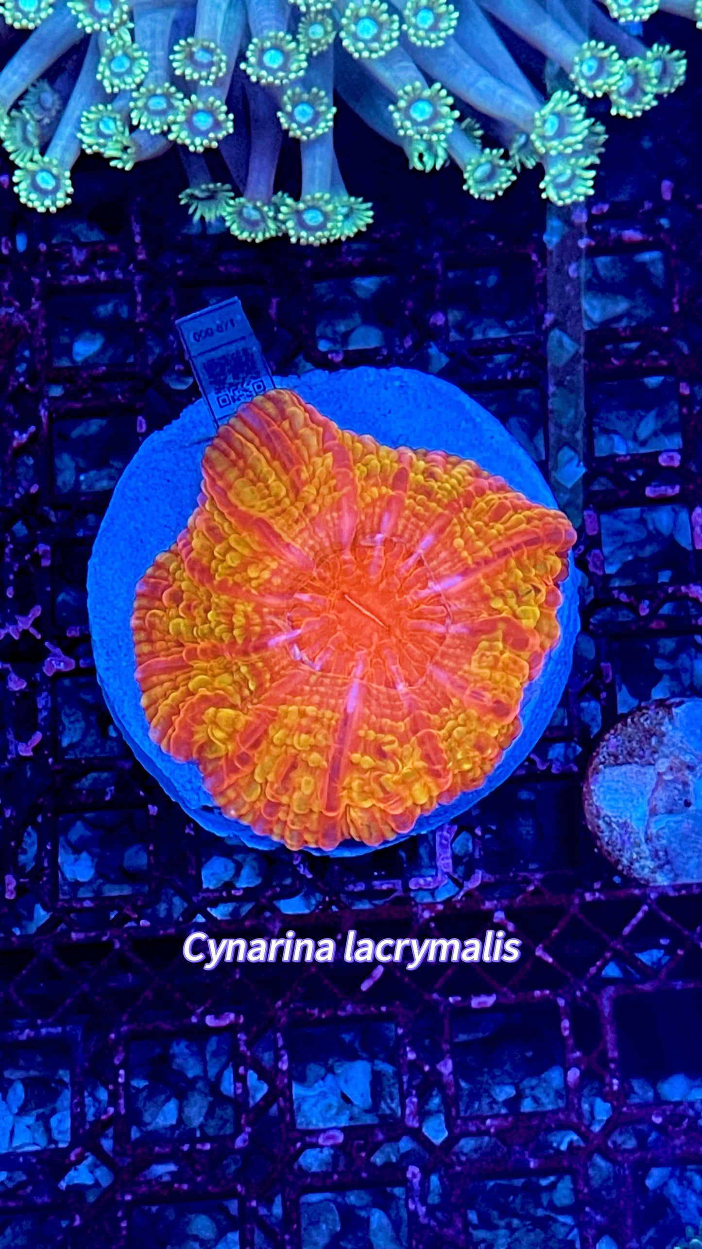 Tequila sunset Cynarina 2” WYSIWYG