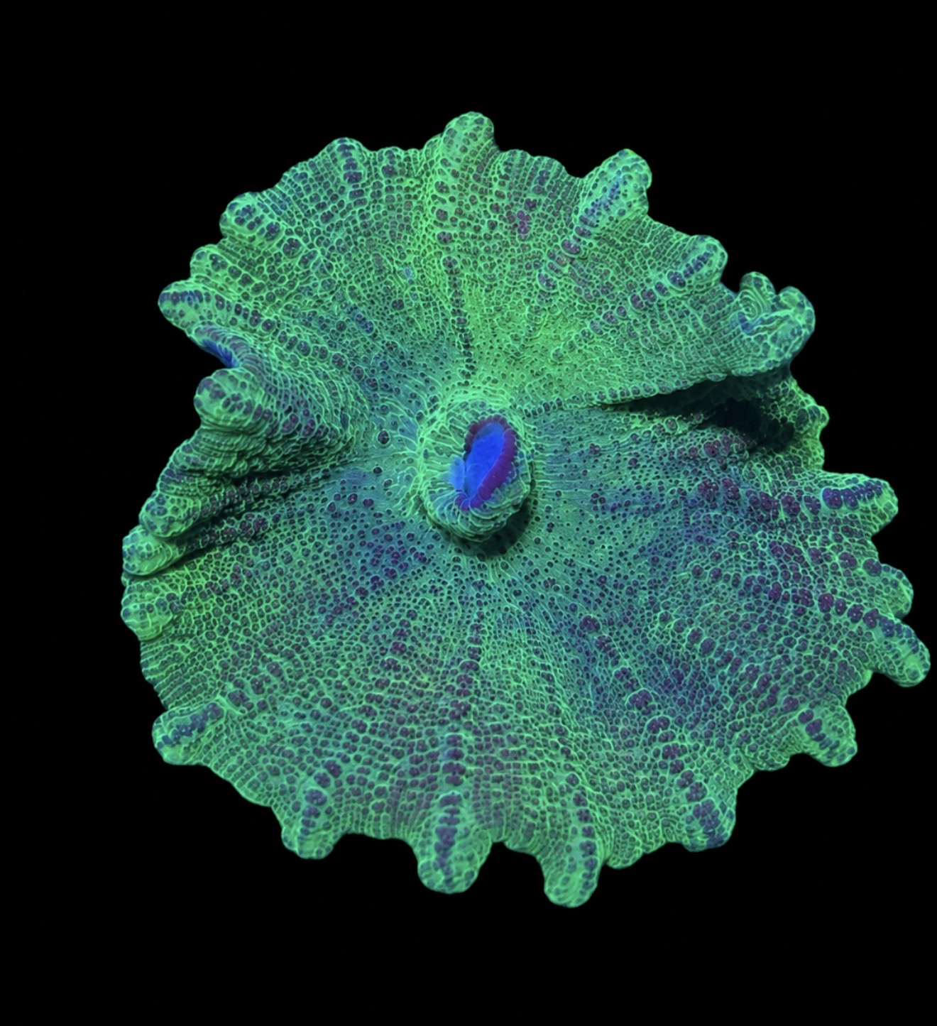 Neglectus mushroom 2” frag
