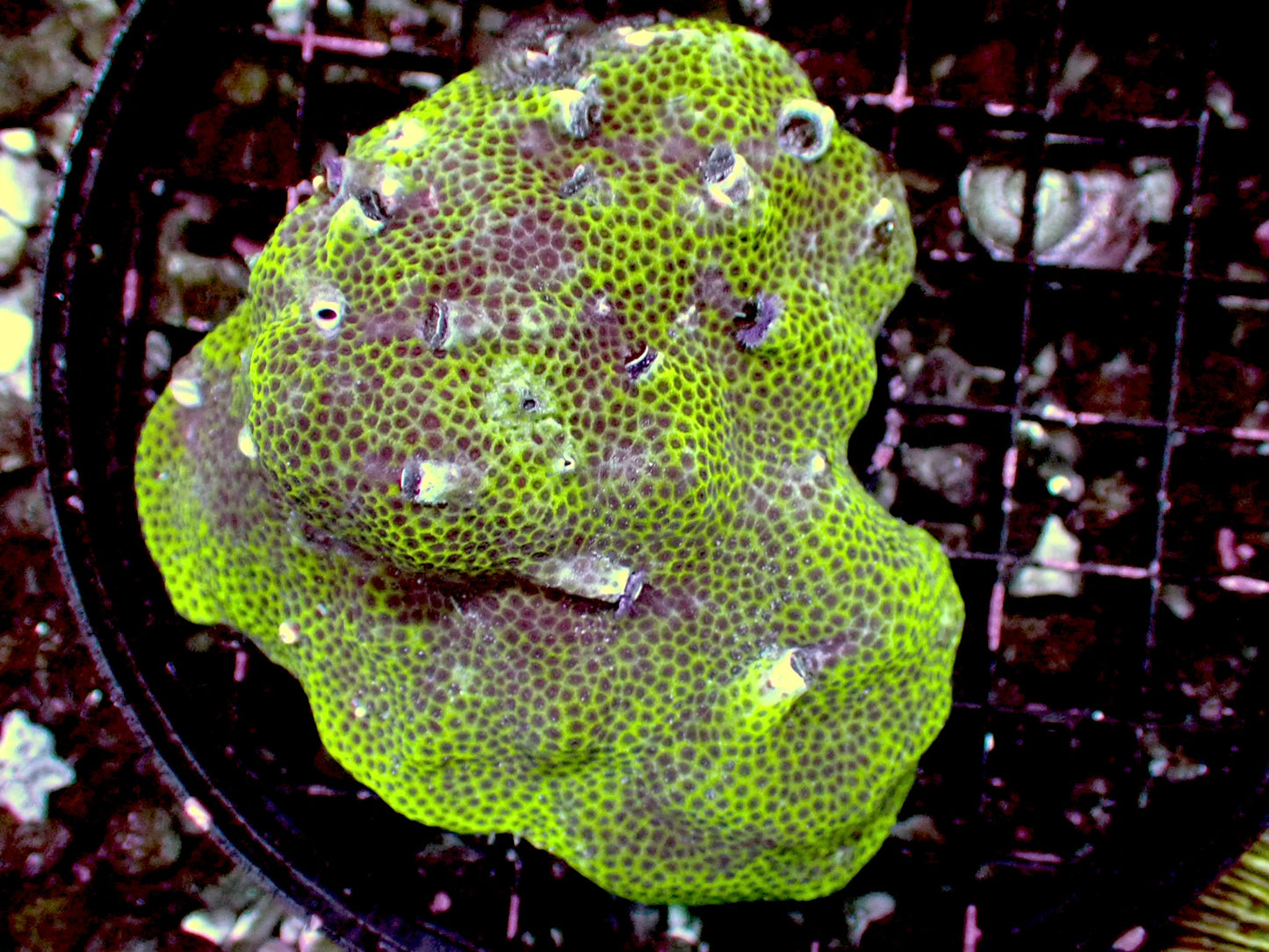 Green Bisma worm rock 3” WYSIWYG